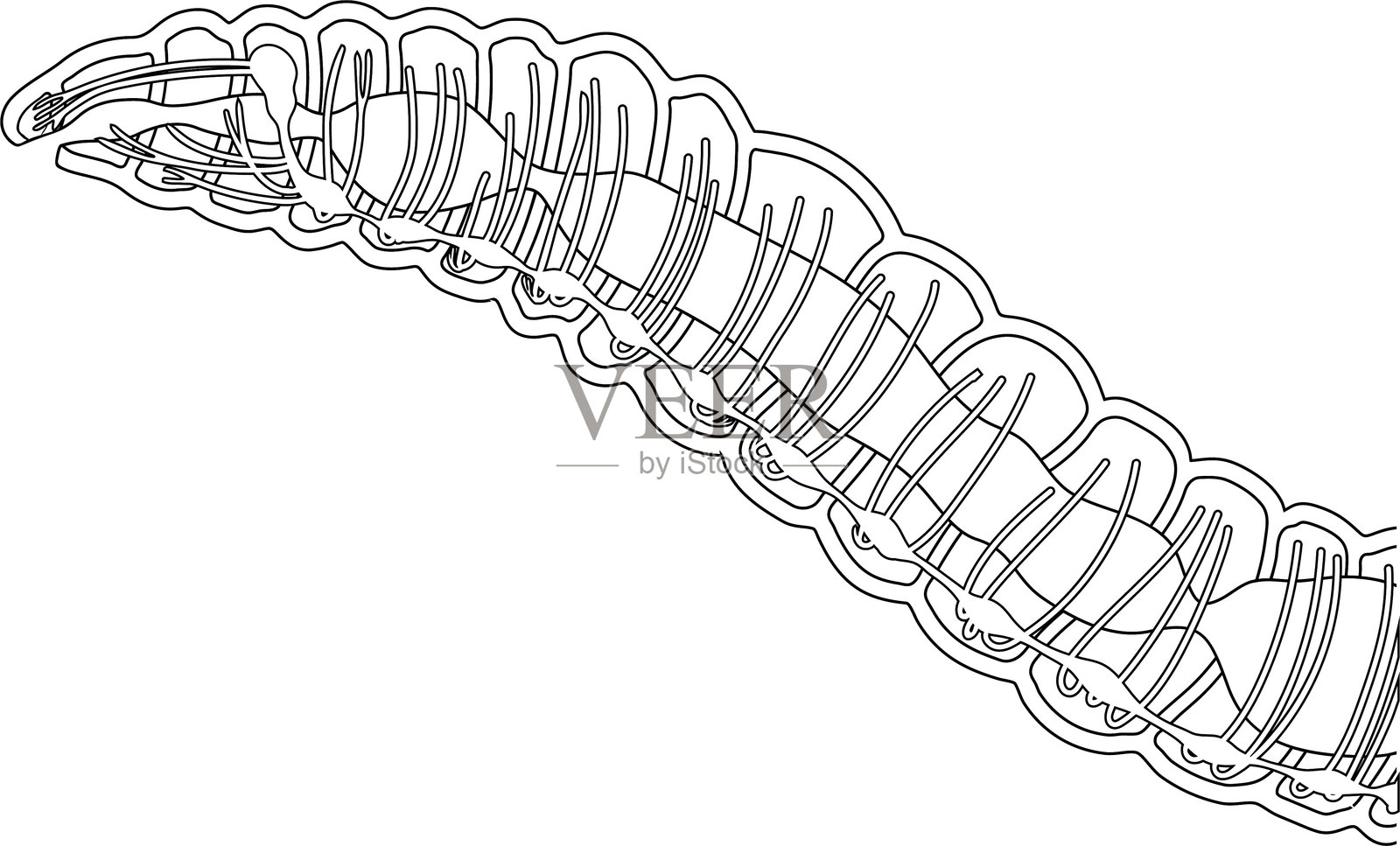 用于生物课的蚯蚓神经系统示意图的涂色页插画图片素材