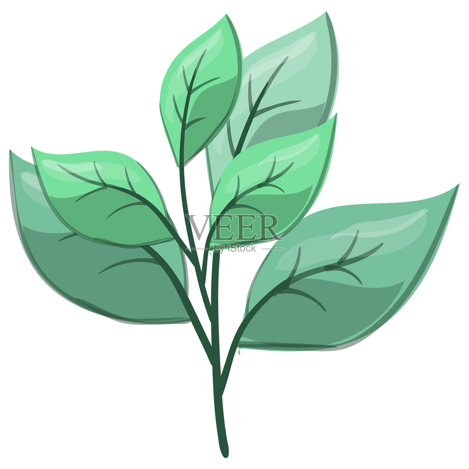 新鲜的叶柄插画图片素材