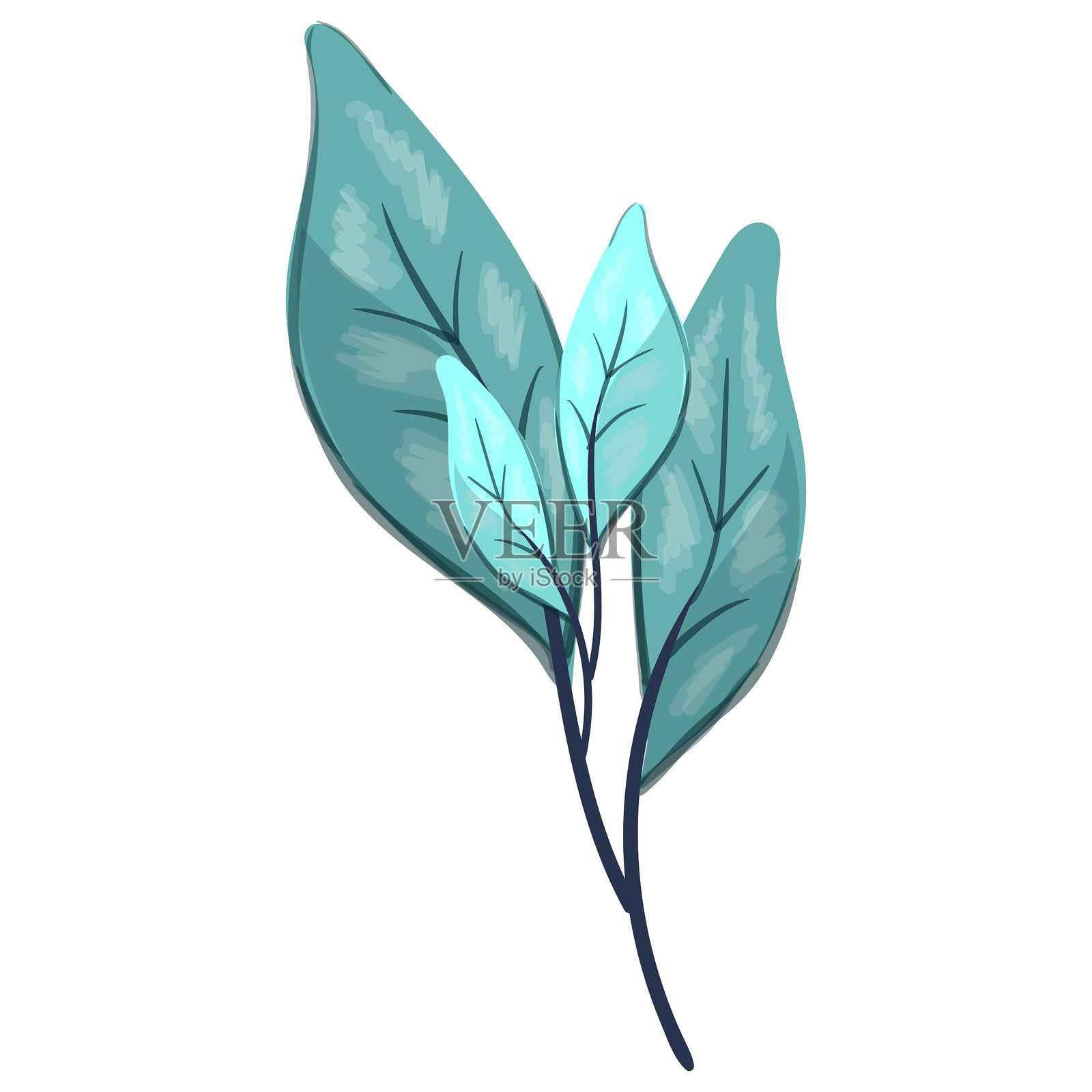 轮生叶排列插画图片素材