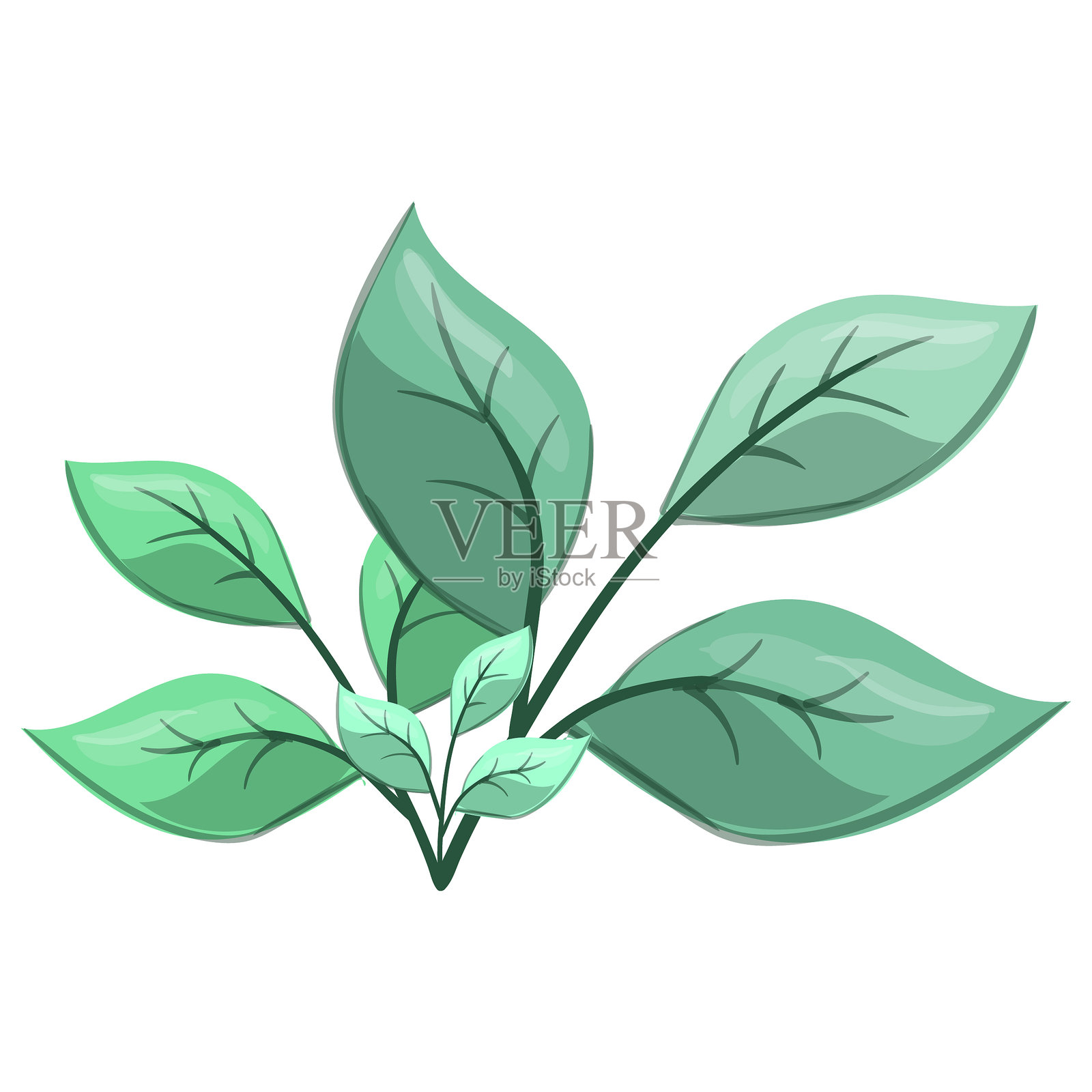 新鲜的叶柄插画图片素材