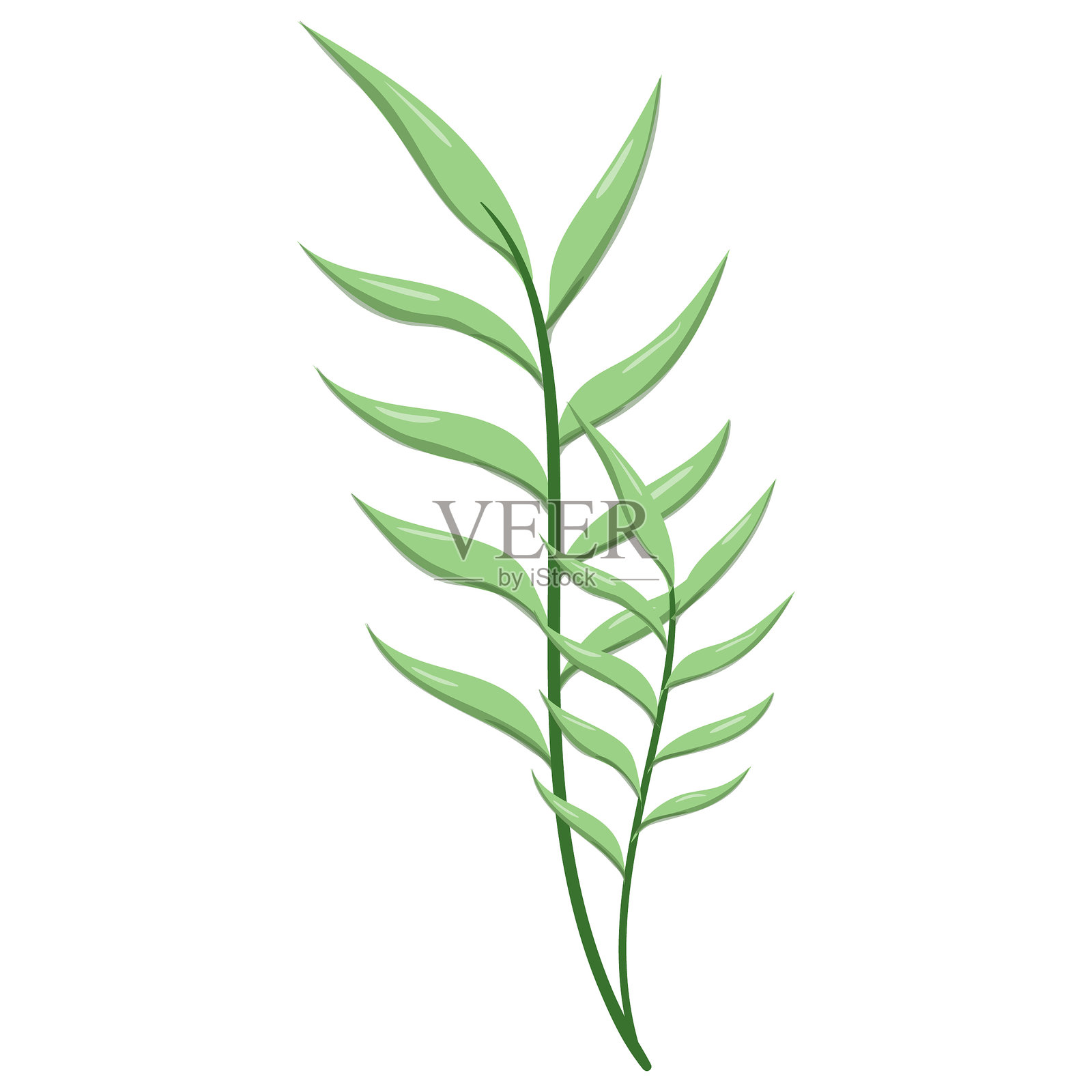 椭圆叶芦苇插画图片素材