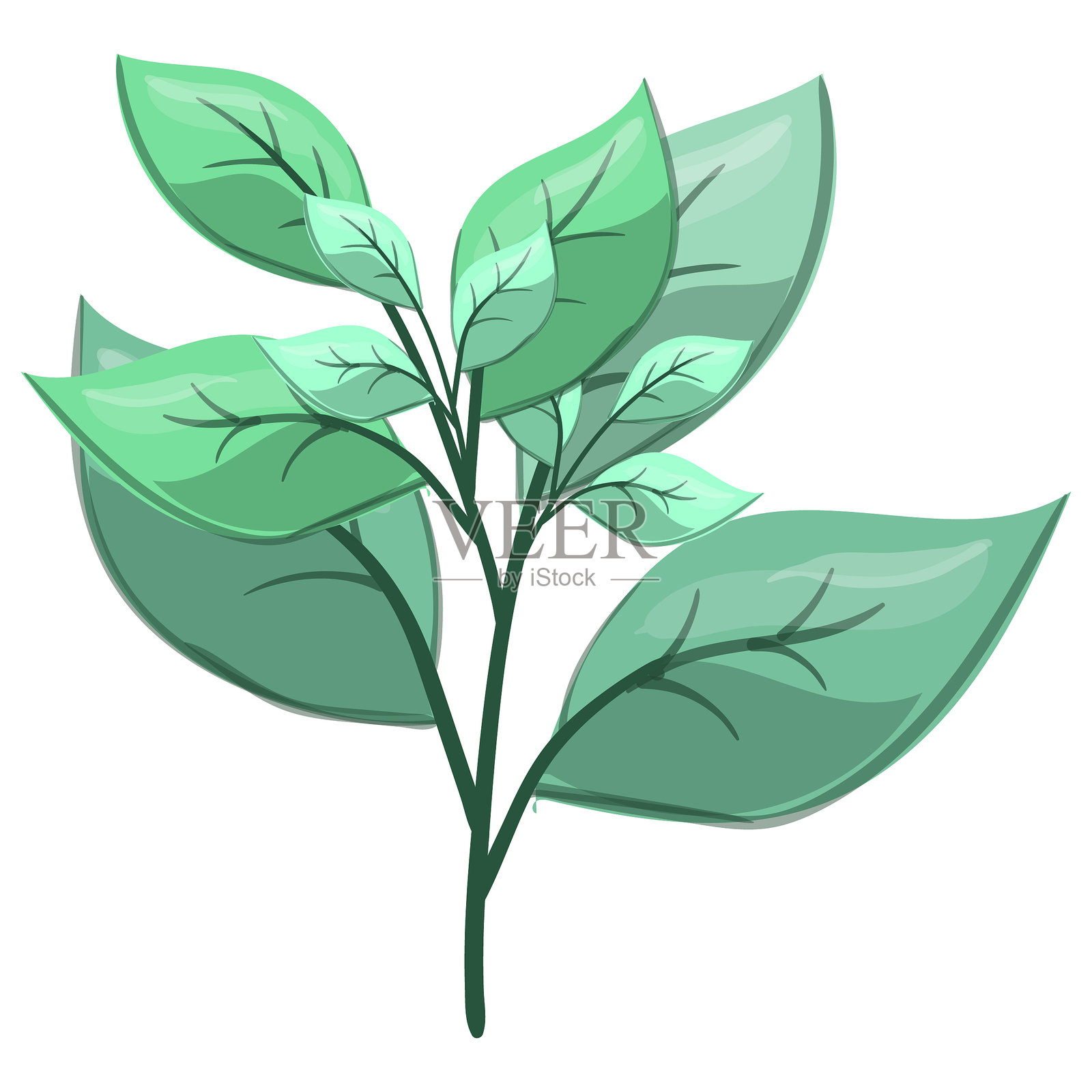 新鲜的叶柄插画图片素材
