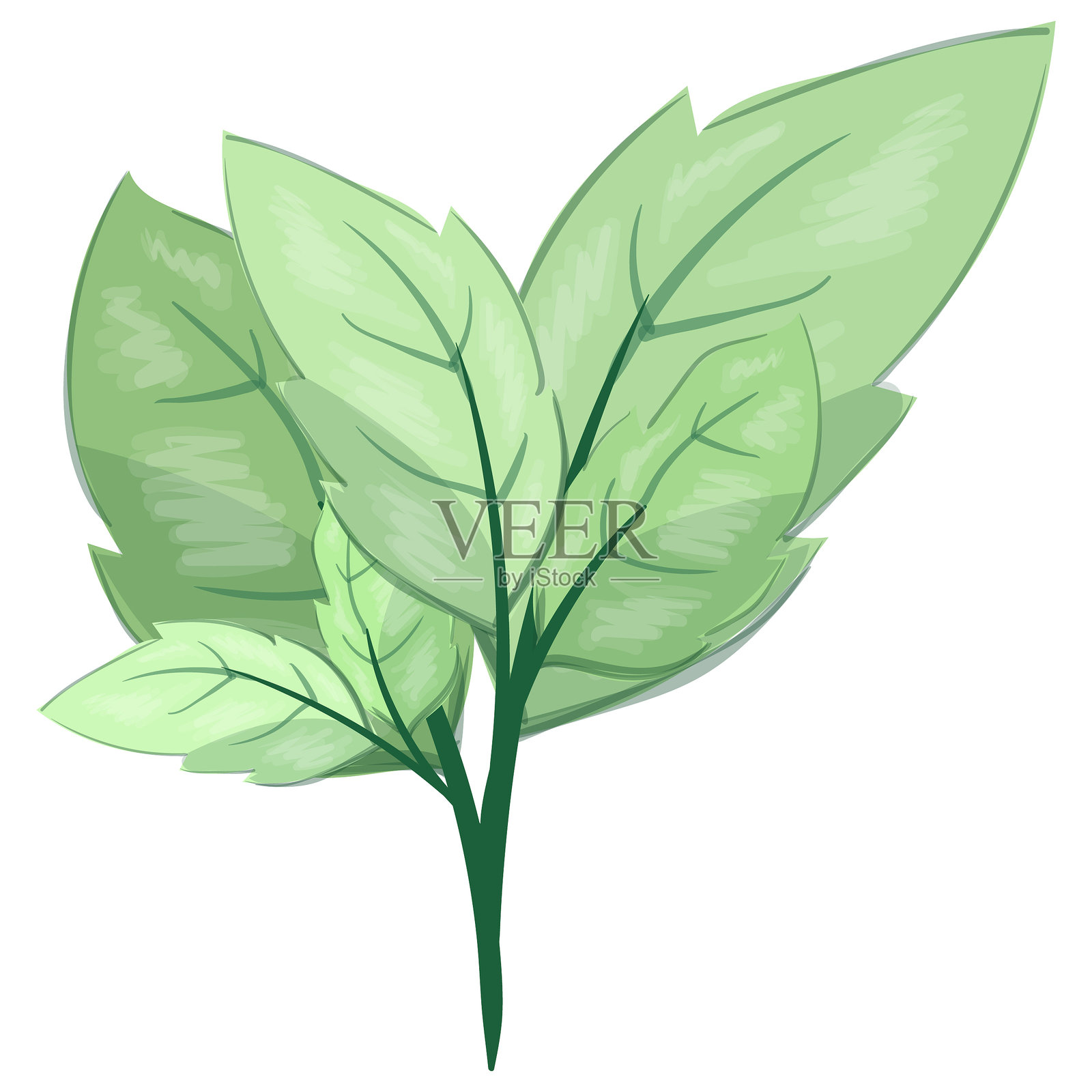 叶子枝条插画图片素材