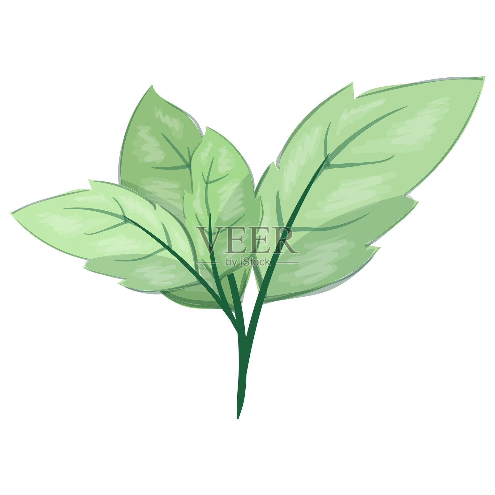 叶枝插画图片素材