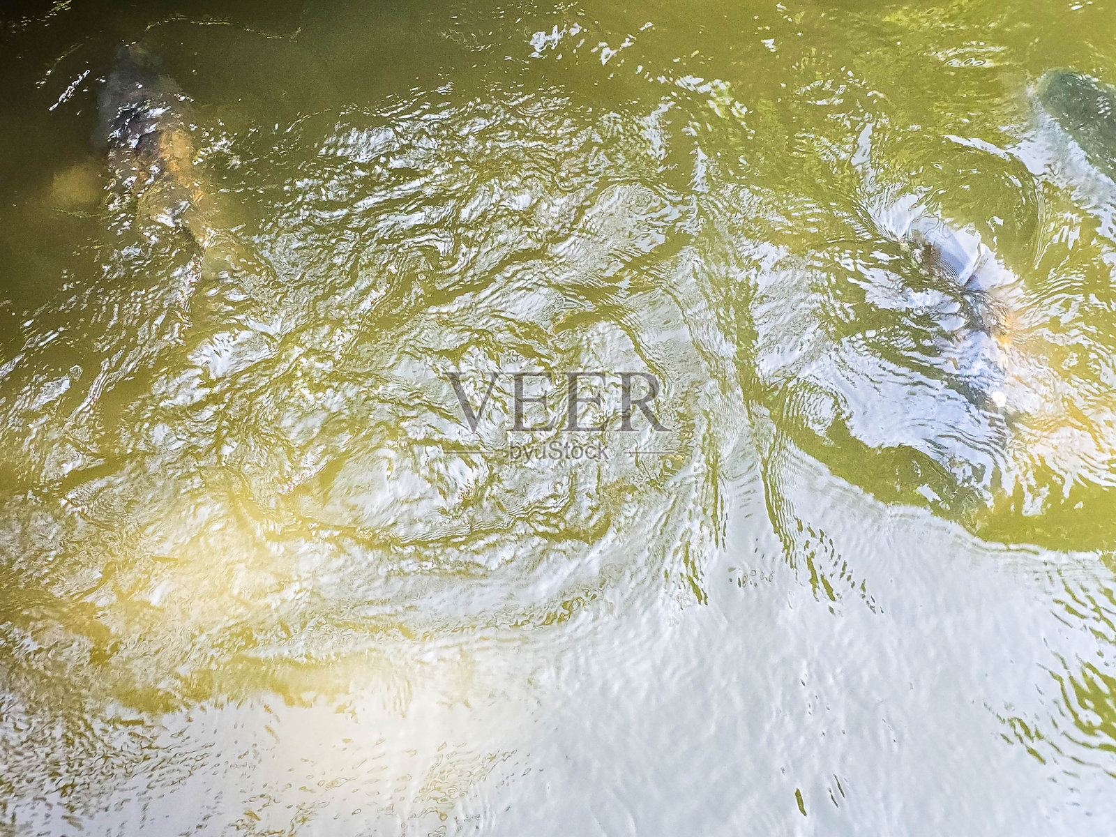 花园池塘中的淡水鱼：鲤鱼、鲫鱼和银鲤照片摄影图片