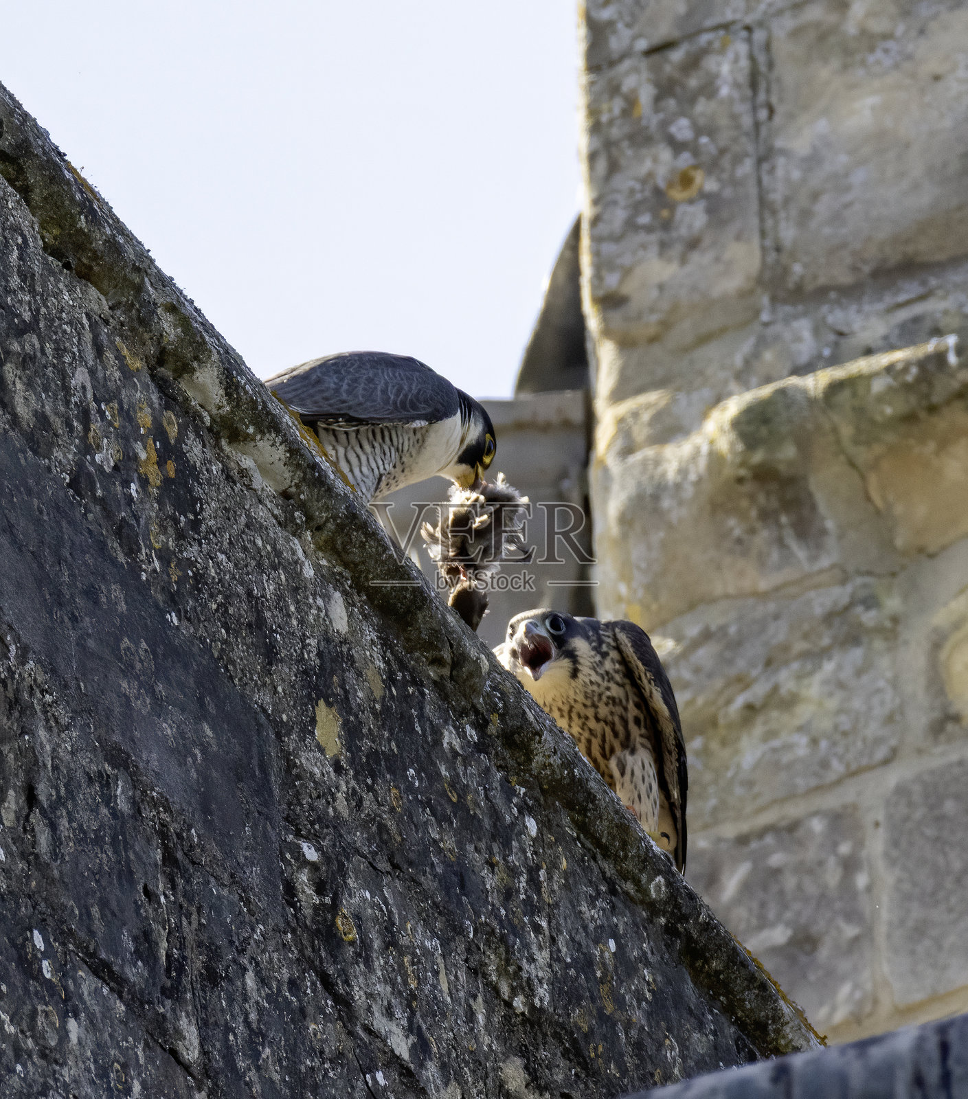 游隼与幼鸟照片摄影图片