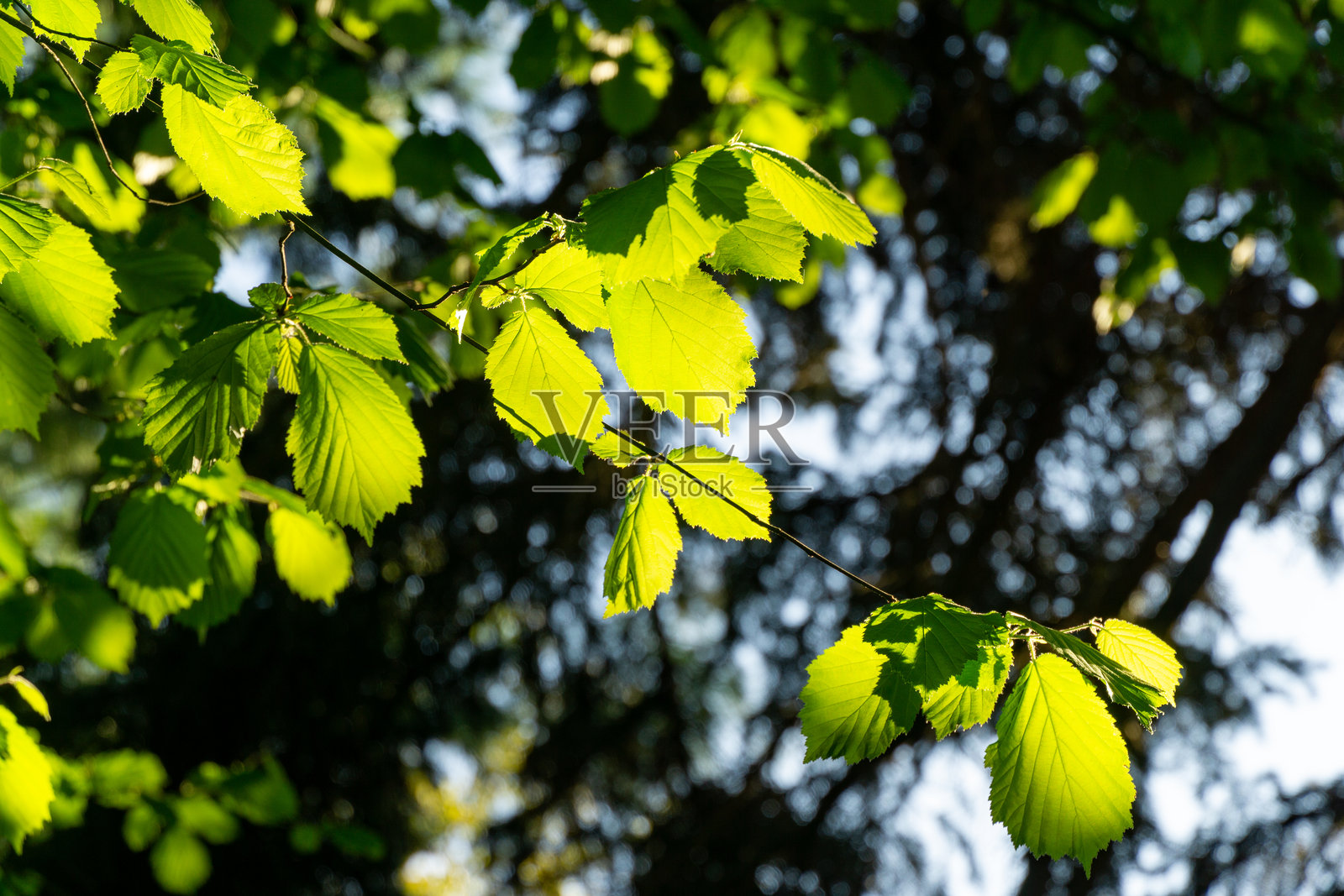 生机勃勃的绿色叶子榛子（Corylus avellana或Corylus maxima）在阳光下沐浴，形成斑驳的光影效果。叶片看起来郁郁葱葱，健康茂盛，背景是模糊的绿色植物和天空。照片摄影图片