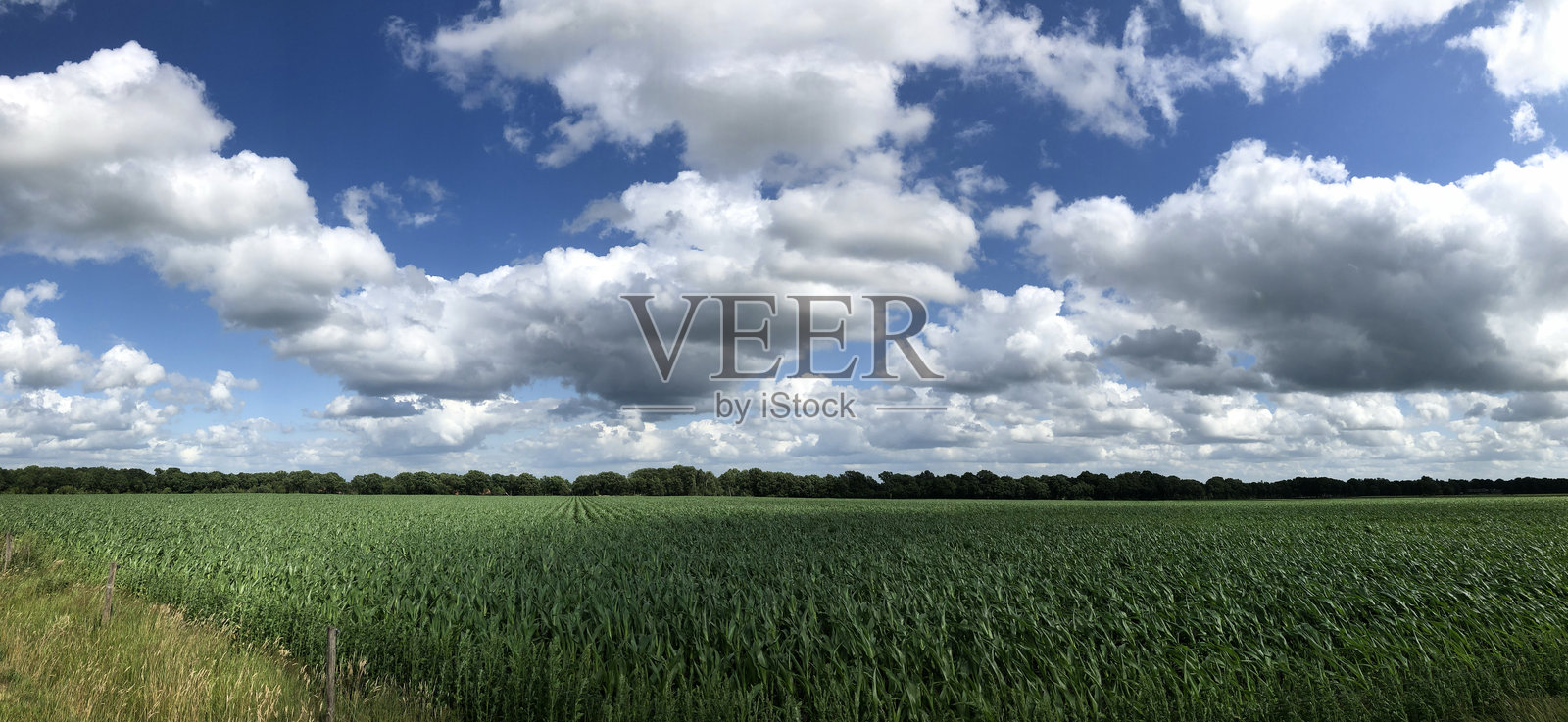 荷兰德伦特省乌费尔特的玉米田全景照片摄影图片