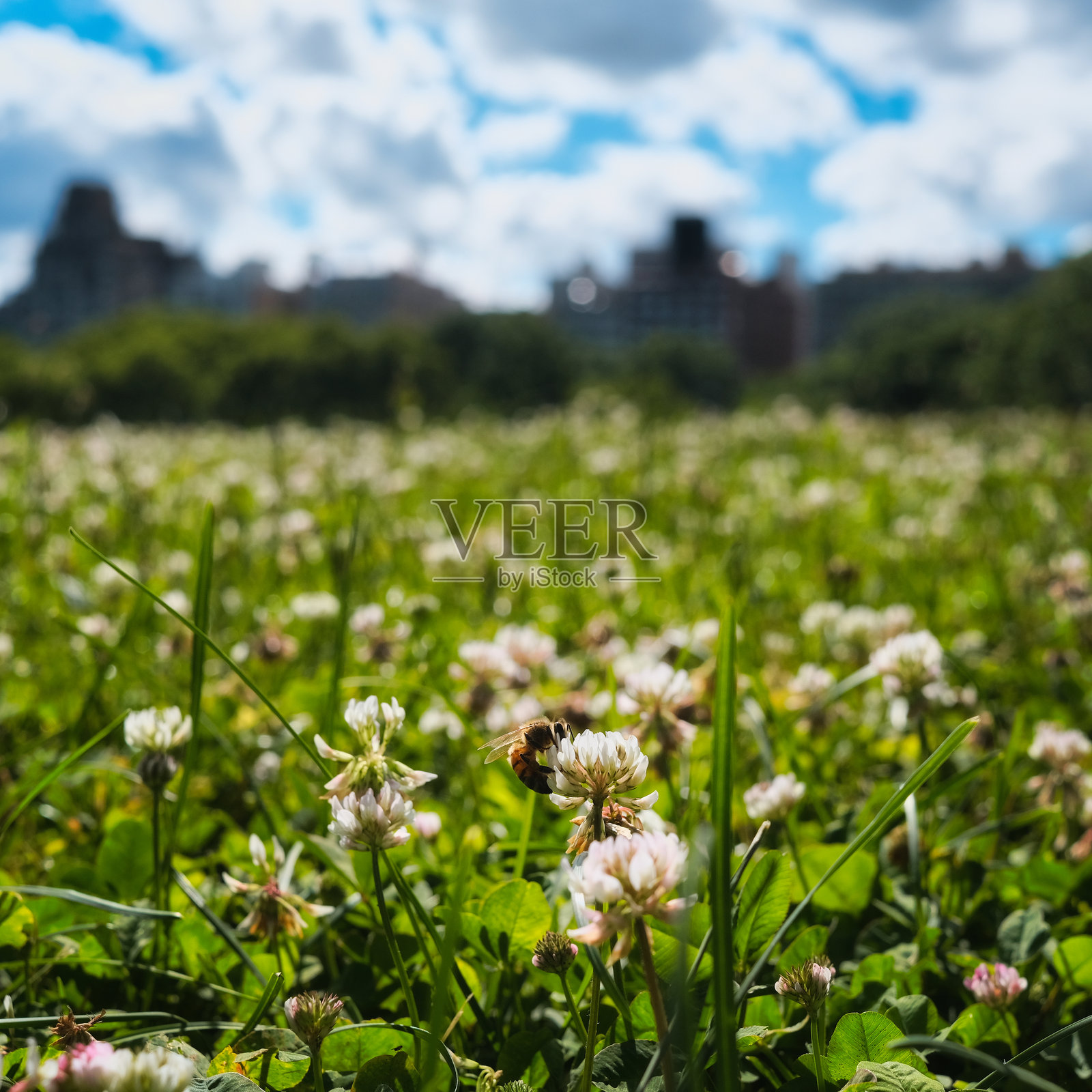 在纽约市中央公园里，蜜蜂为花朵授粉照片摄影图片