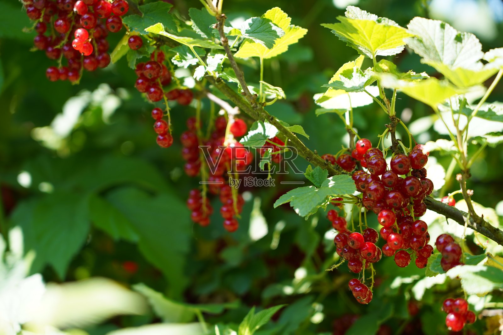 红色醋栗果实挂在树枝上。成熟的醋栗果实在被采摘前悬挂在树枝上。一棵结满成熟果实的红色醋栗灌木。红色覆盆子的特写照片。照片摄影图片