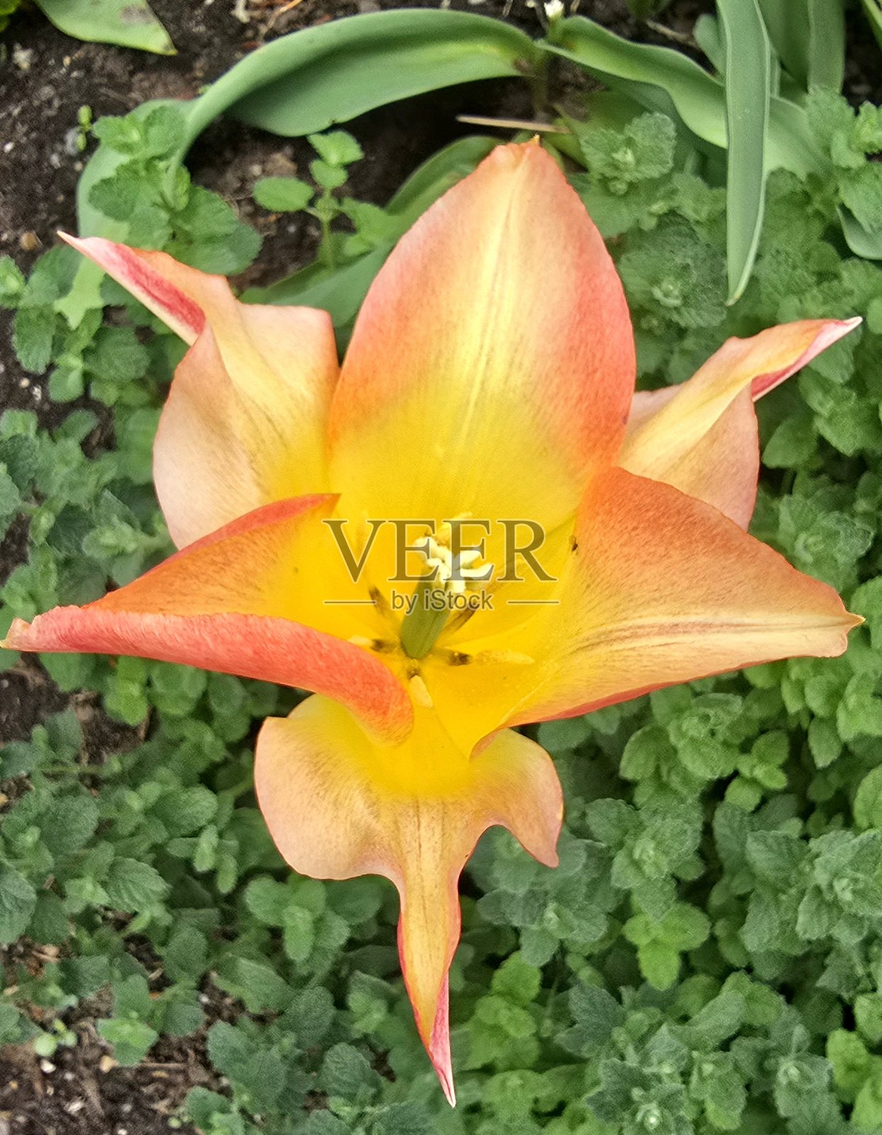 2025年春季温哥华社区和本拿比布伦特伍德周围的郁金香和水仙花照片摄影图片