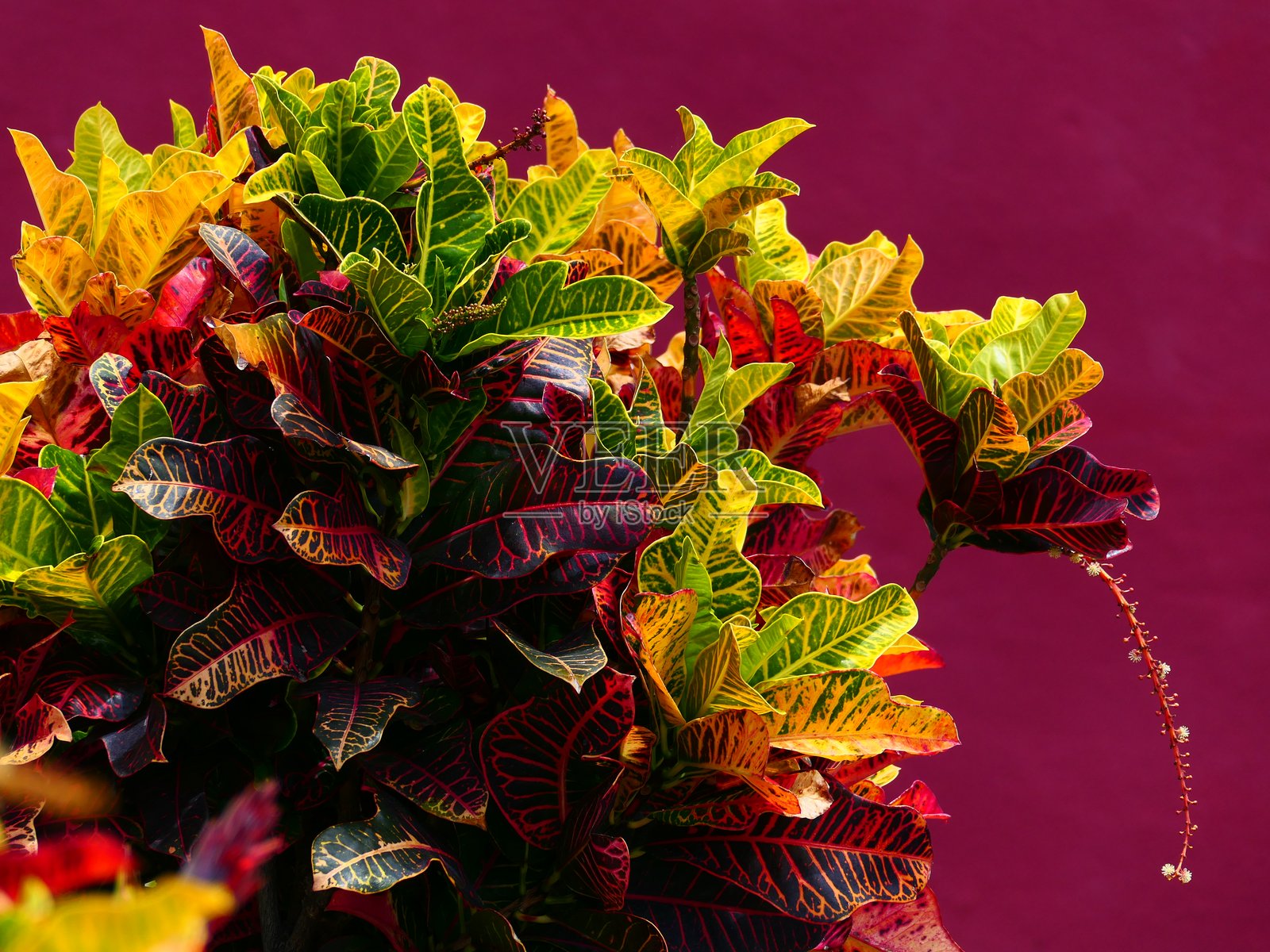 克罗顿，塔萨科特，拉帕尔马岛，加那利群岛照片摄影图片