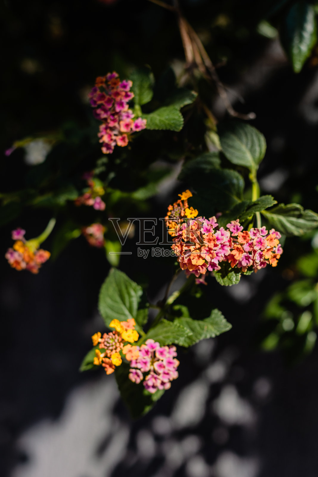 夏日街道上美丽的黄粉色马缨丹花。盛开的马缨丹（Lantana camara）。照片摄影图片