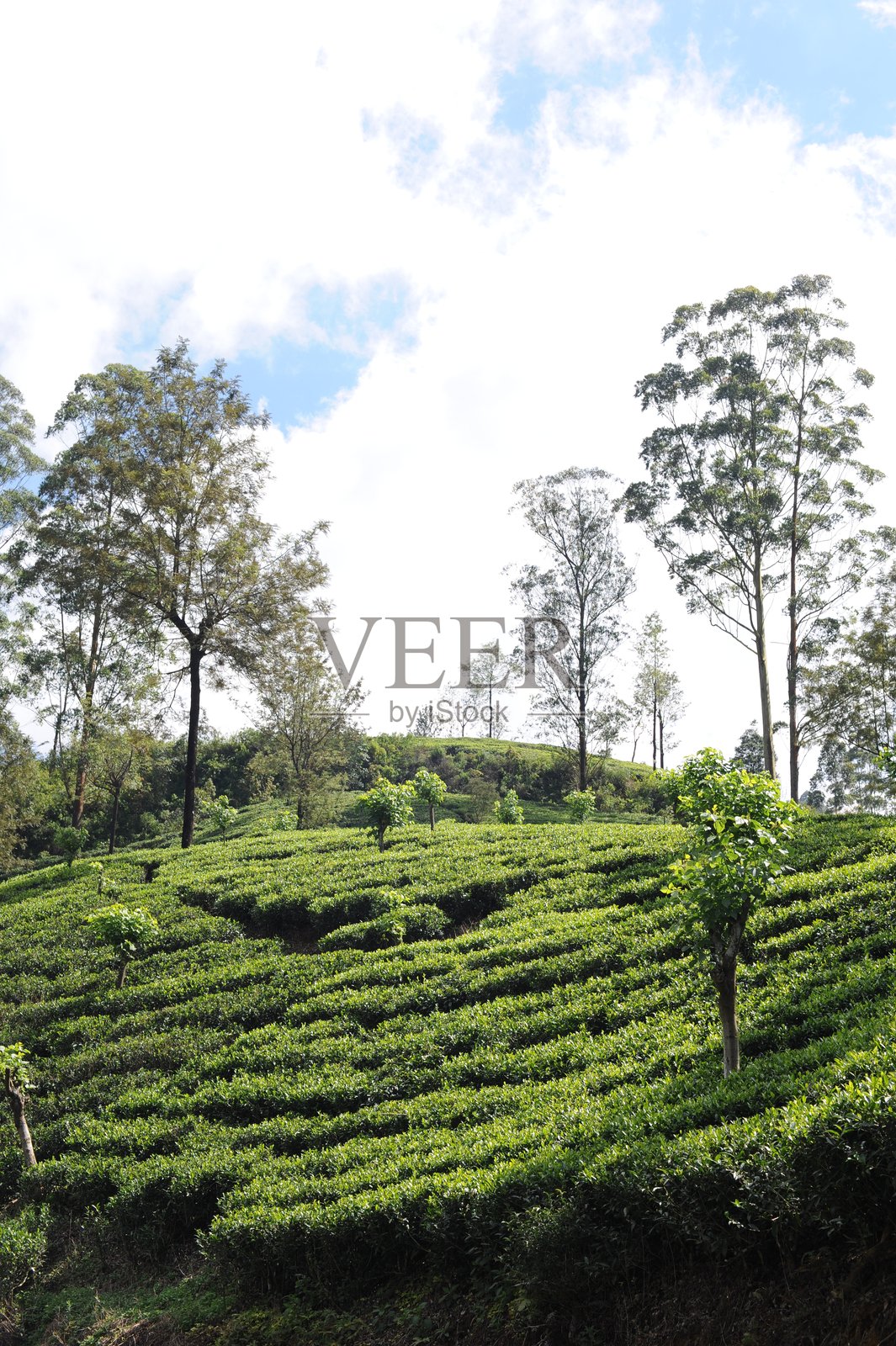 斯里兰卡的茶园。茶树（茶树，Camellia sinensis）上的郁郁葱葱的茶叶。照片摄影图片