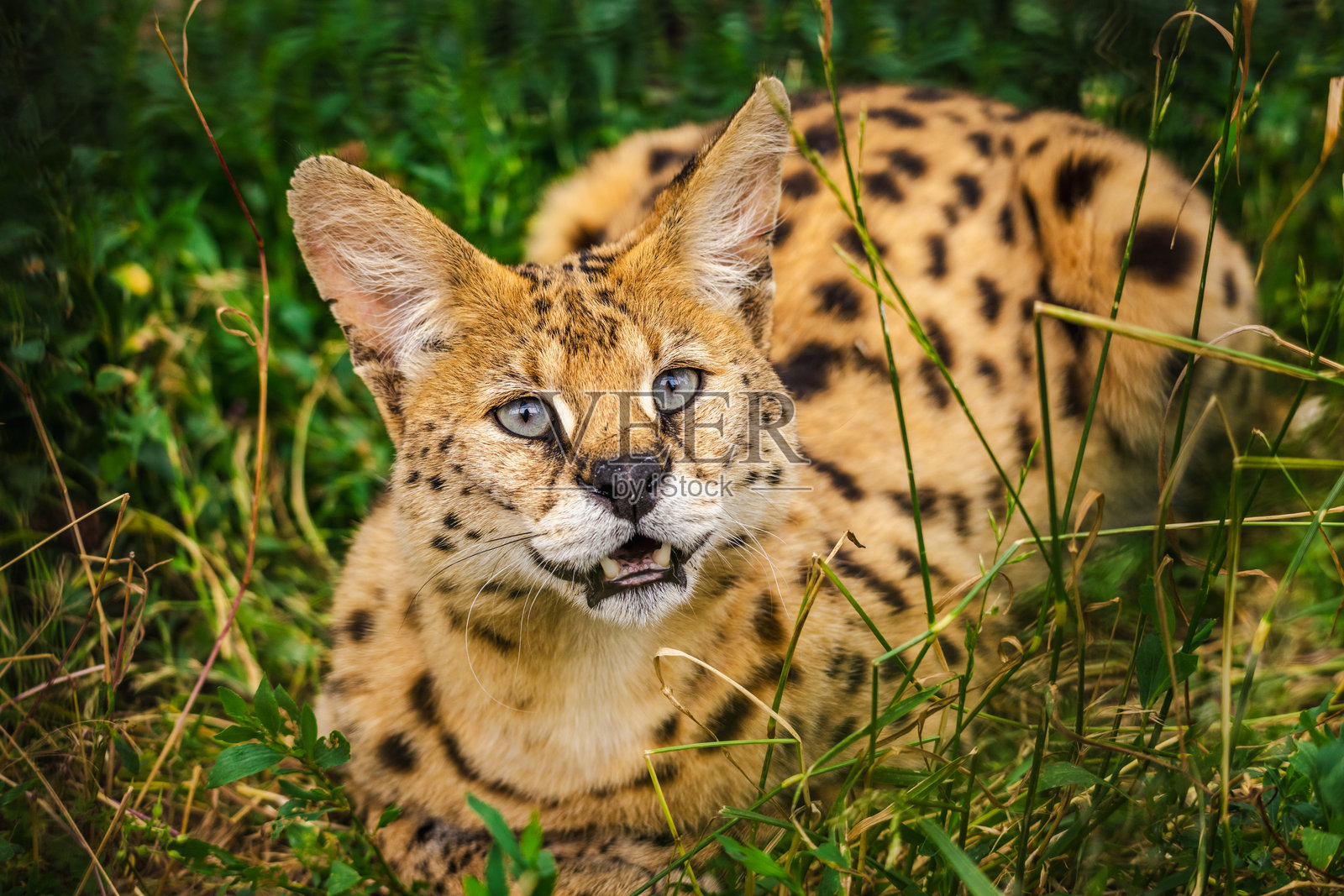蓝眼睛的斑点猎豹猫躺在草地上，张嘴向前看。照片摄影图片