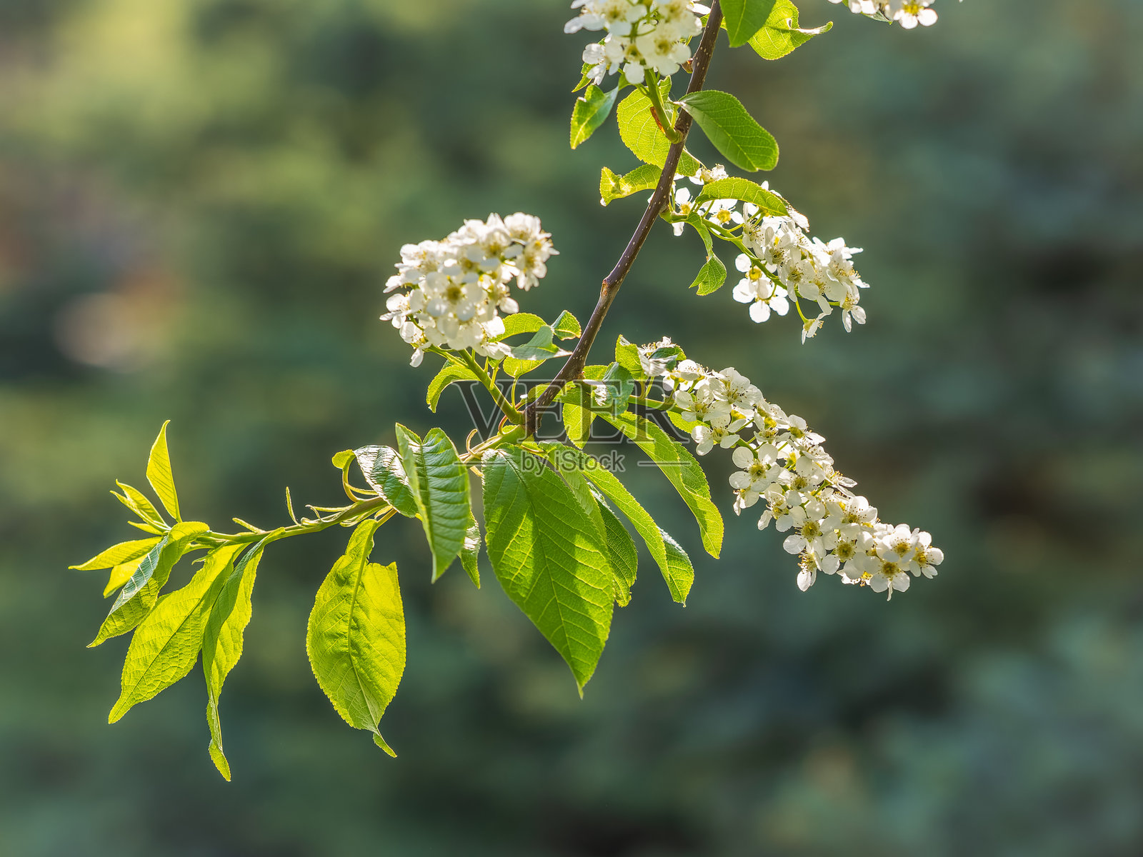 白色鸟樱花盛开特写。开花的白色小花的普鲁努斯·帕杜斯树特写。照片摄影图片