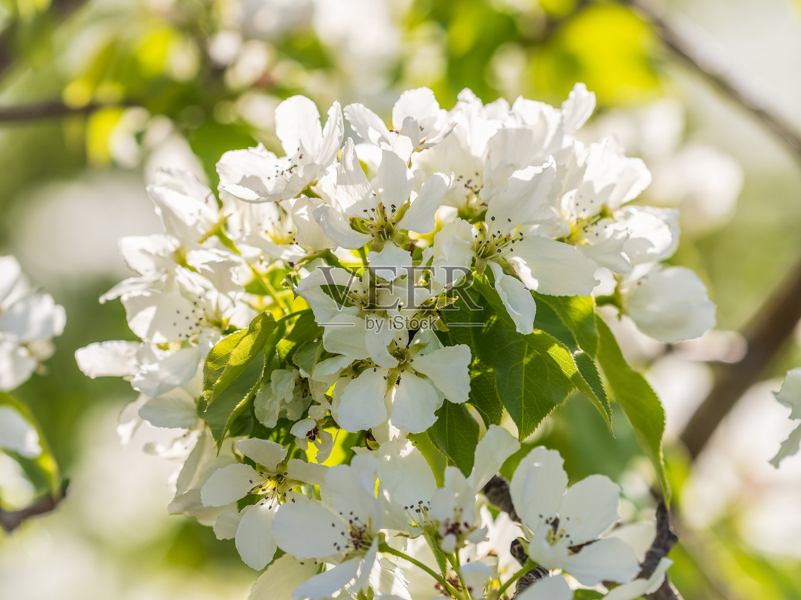 夕阳下盛开的白色苹果树照片摄影图片