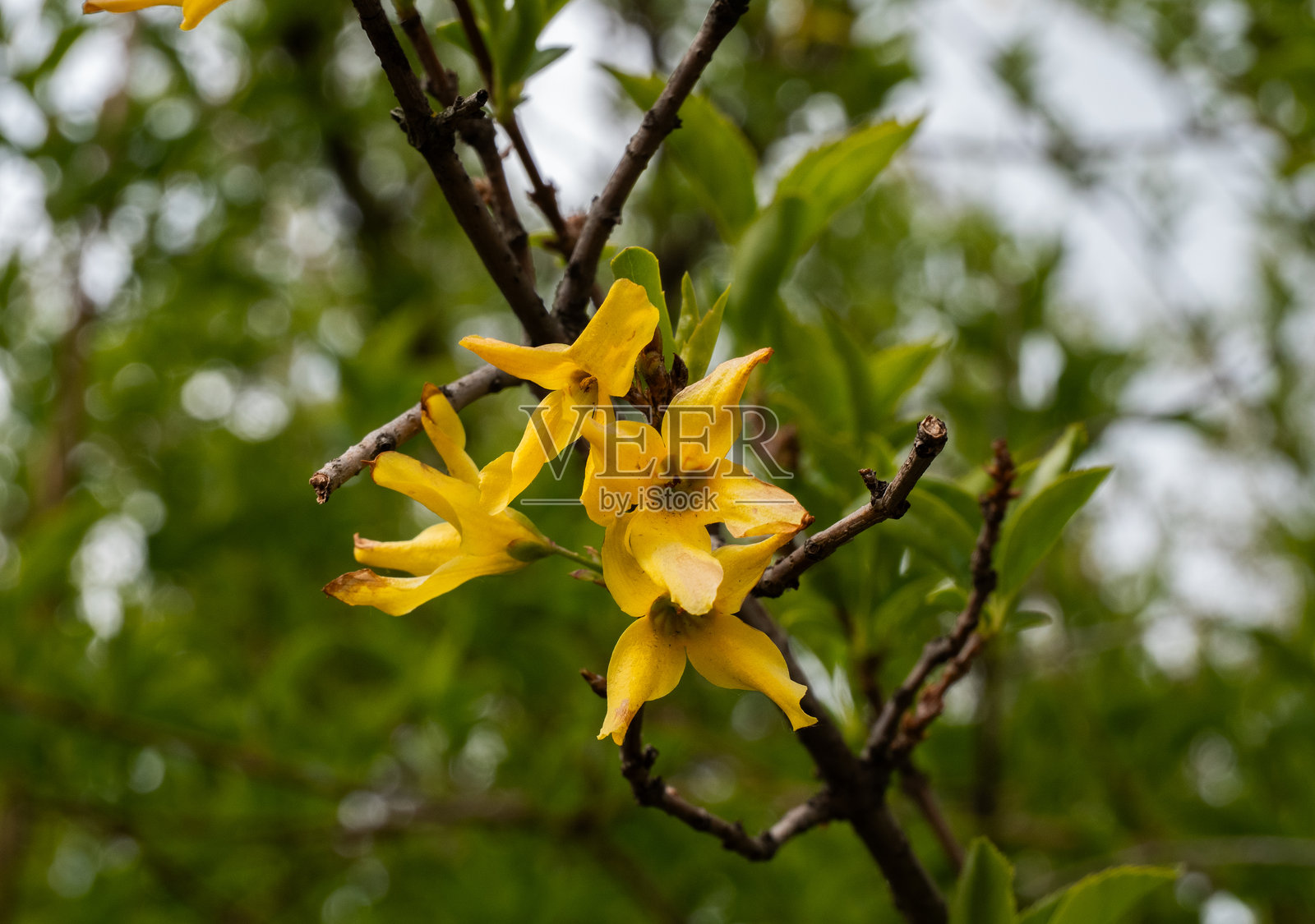 明亮的黄色连翘花在枝头绽放，预示着春天的到来，为自然景观增添了色彩。春天，丰盛的灌木上盛开着大朵的黄色花朵。照片摄影图片
