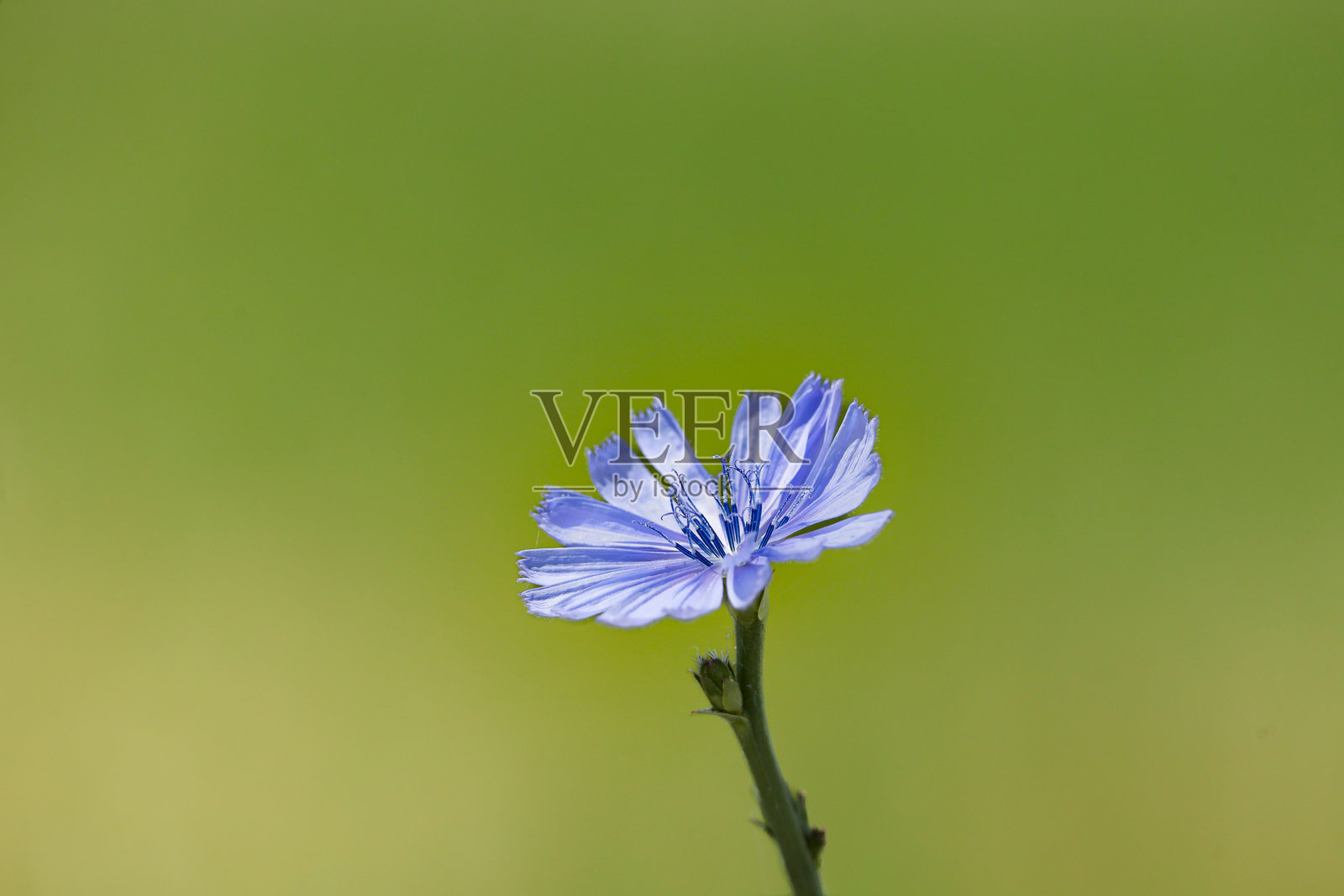 蓝色菊苣花照片摄影图片