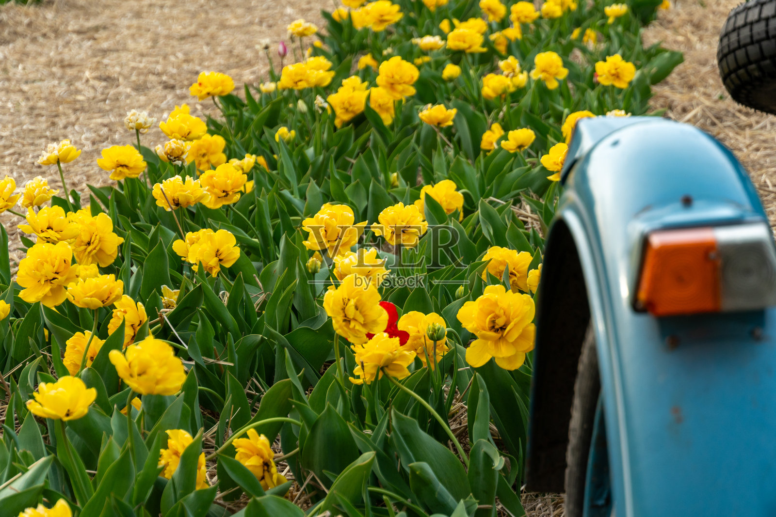 丰盛的黄色郁金香在复古农具旁的田野中盛开照片摄影图片