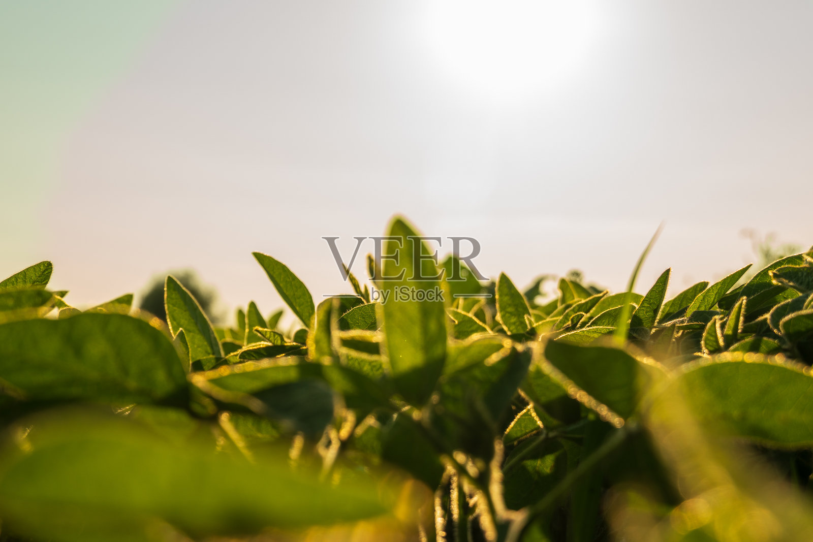 郁郁葱葱的绿豆植物在田野中生长。阳光在植物的边缘闪烁，映衬着明亮无云的天空。照片摄影图片