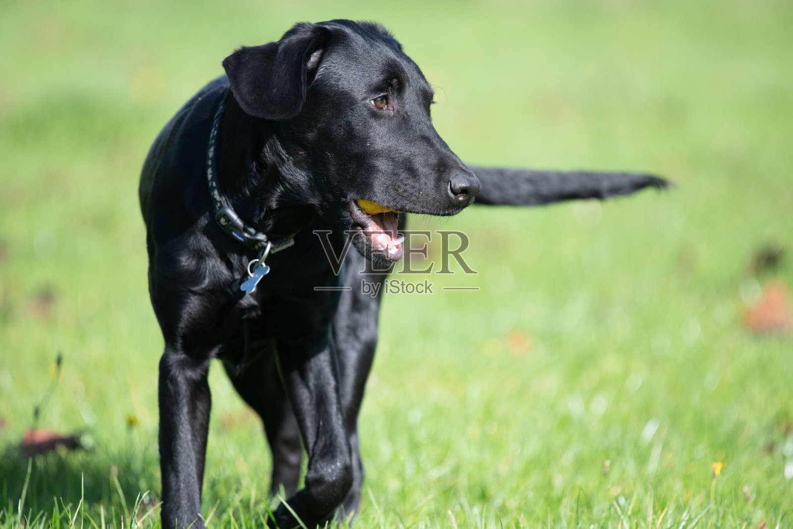 黑色拉布拉多幼犬照片摄影图片