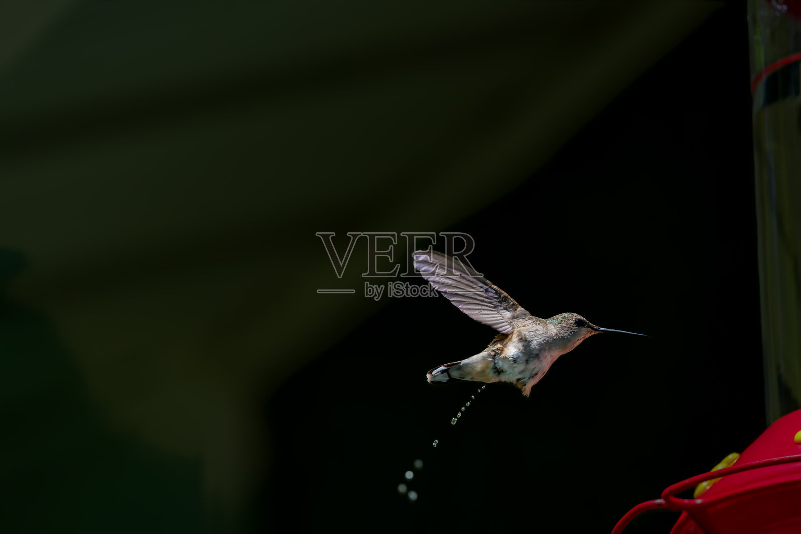 黑下巴蜂鸟照片摄影图片