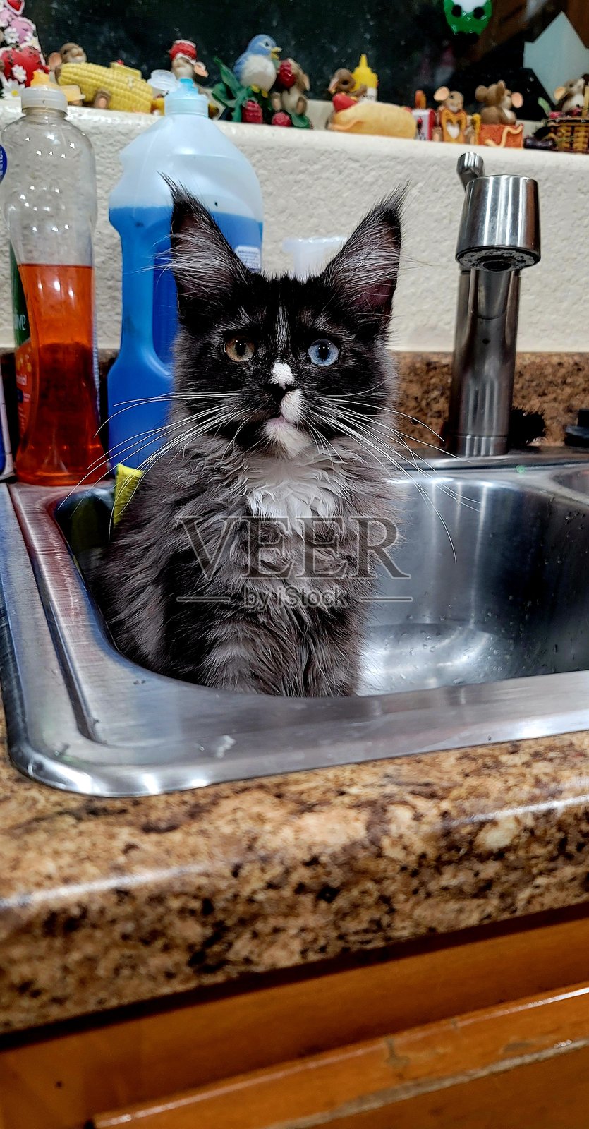 好奇的小猫坐在厨房水槽里照片摄影图片