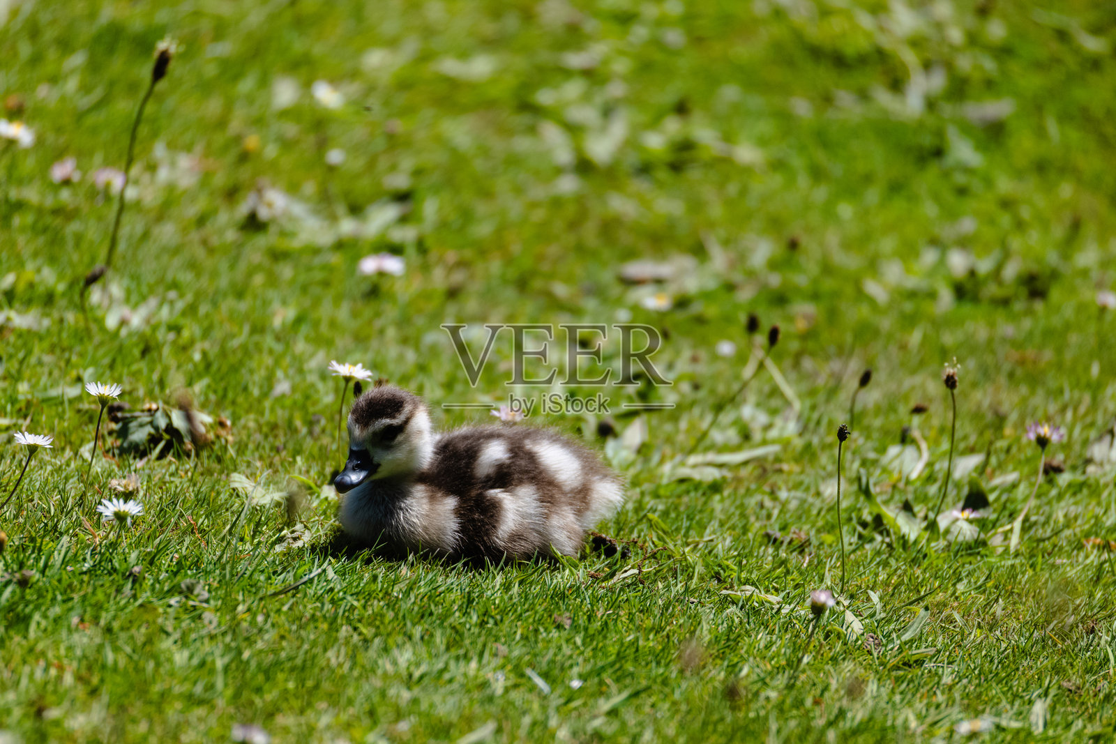毛茸茸的小鸭子在草地上休息照片摄影图片