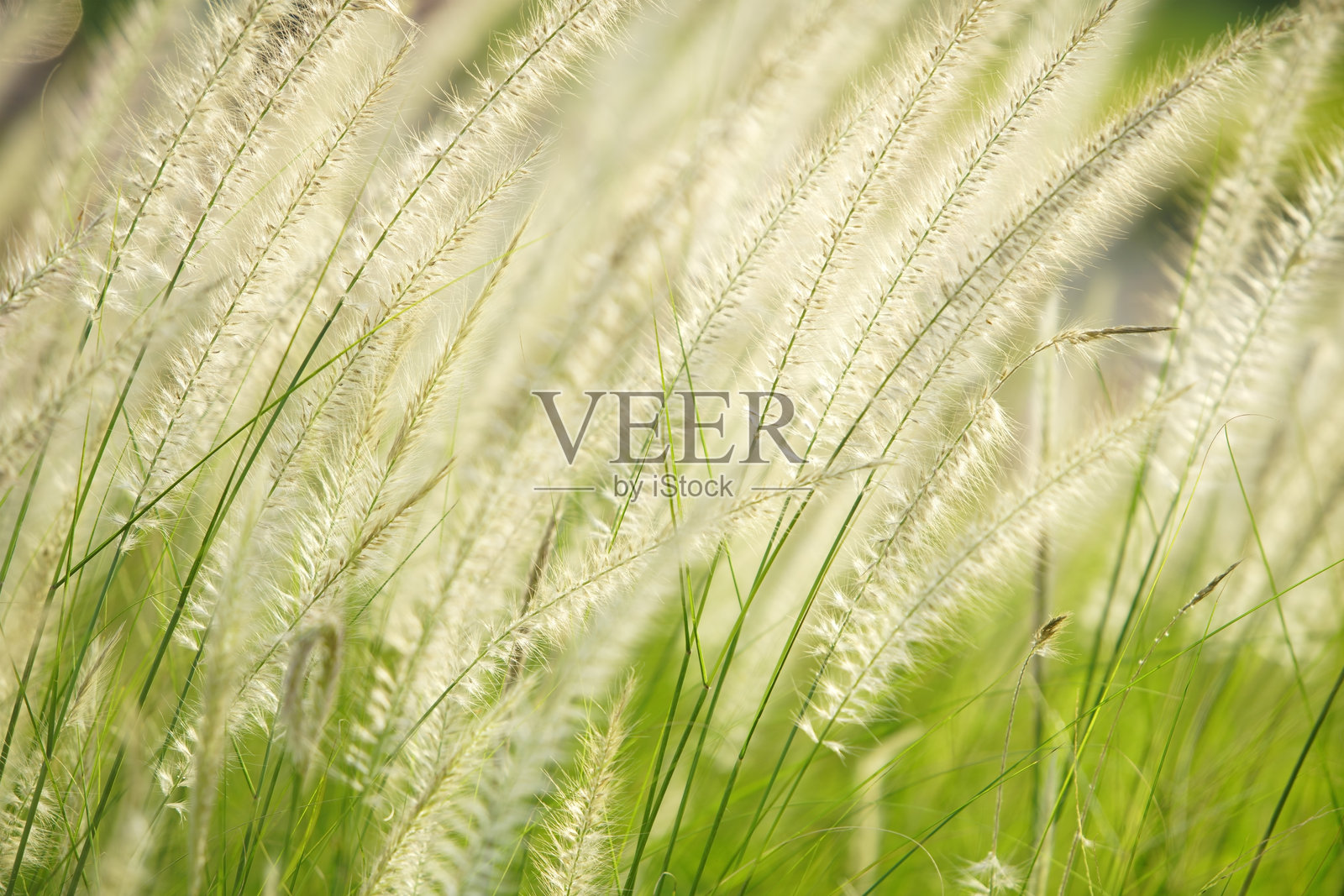 柔和的微风吹拂着高高的草丛，轻盈的种子头随风摇曳照片摄影图片