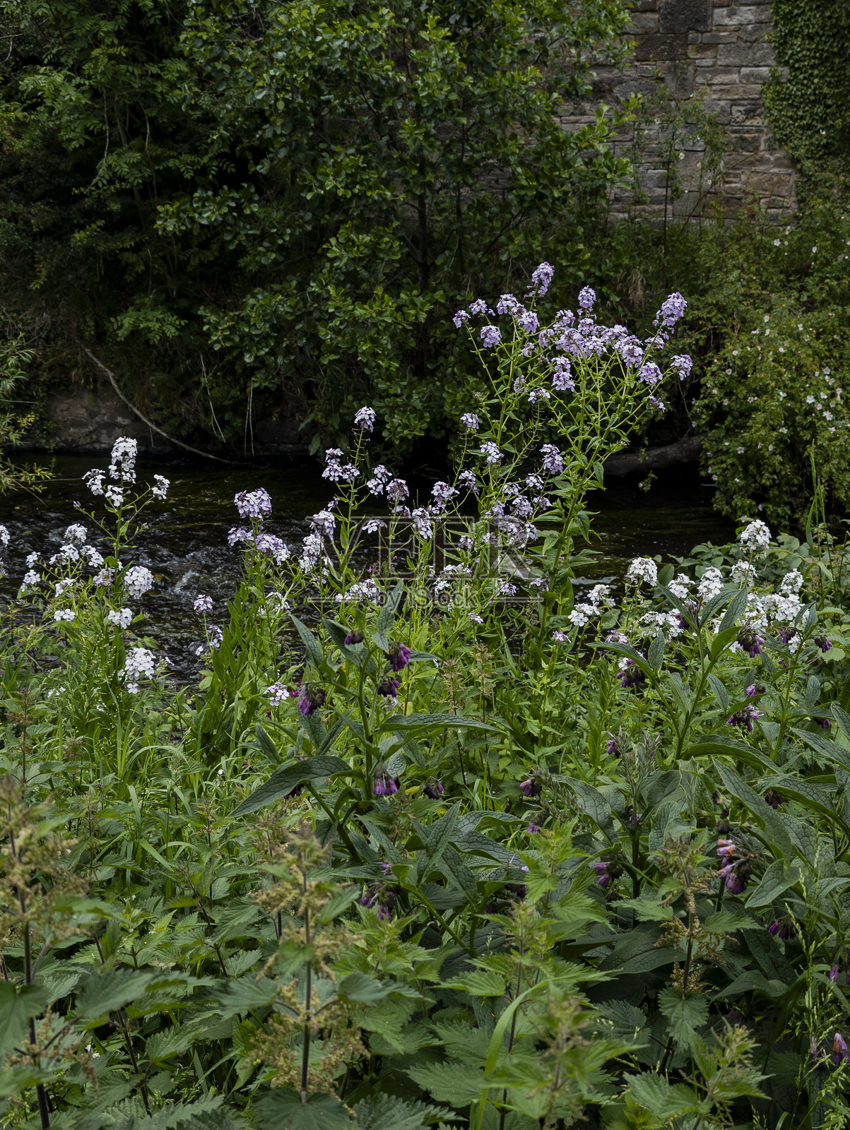 女儿花（Hesperis matronalis）照片摄影图片