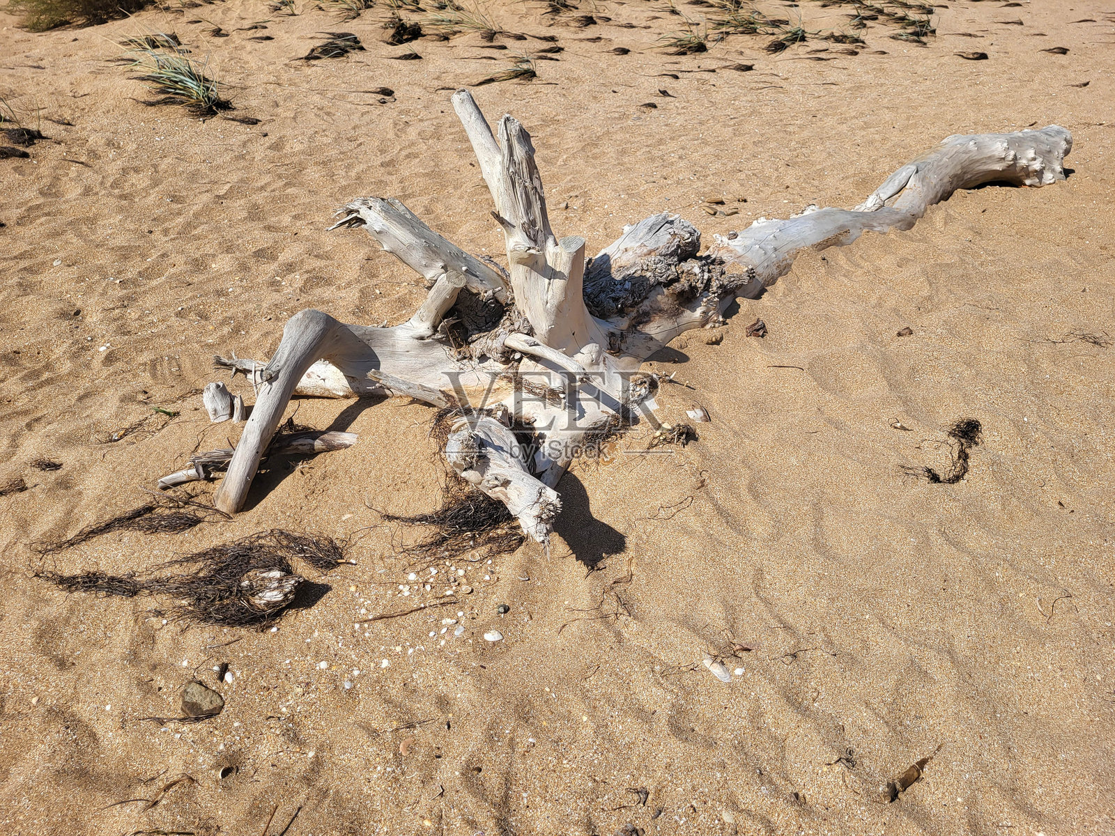 在阳光明媚的日子里，一根白色的风化漂流木静静地躺在沙滩上。照片摄影图片