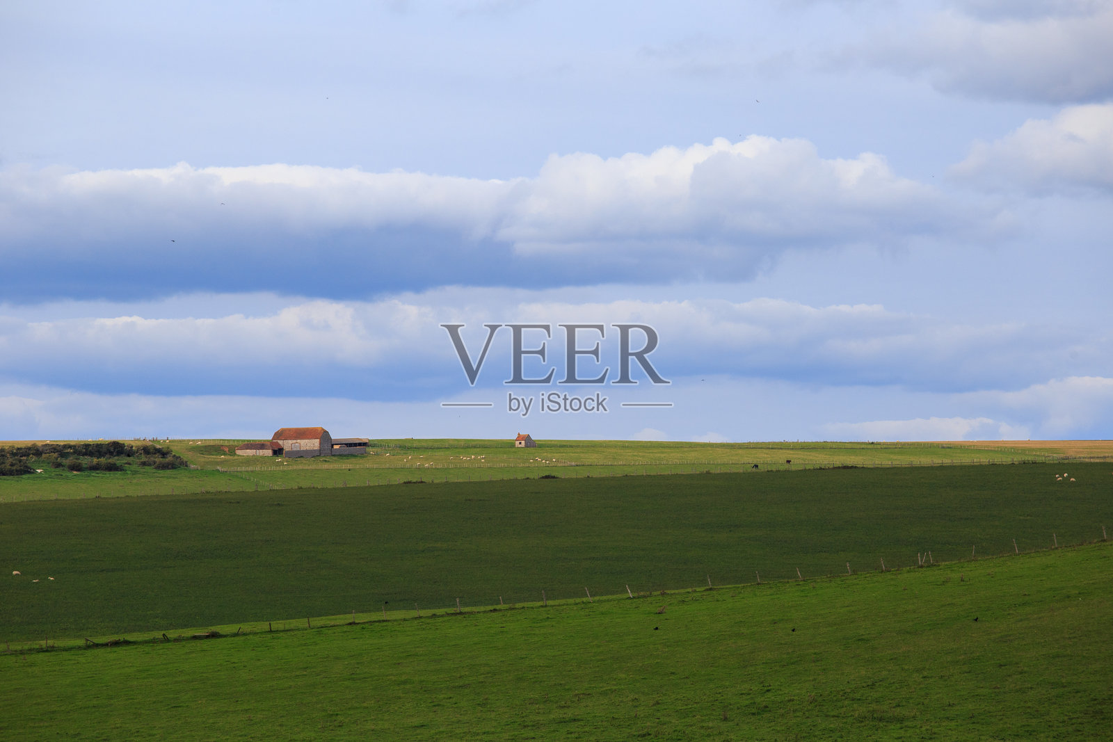 一群牛在郁郁葱葱的草地上吃草照片摄影图片