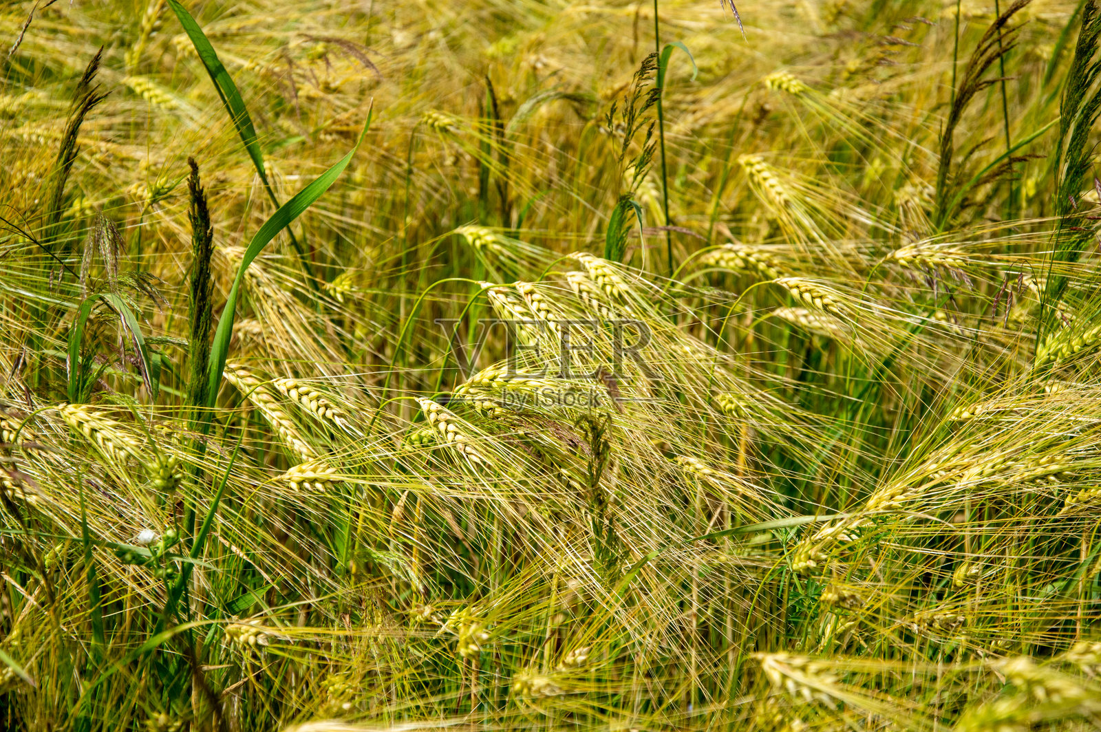 一片成熟的黑麦在风中优雅地摇曳，展现出明亮的金色色调，映衬在柔和的白云下的明媚午后天空中。照片摄影图片