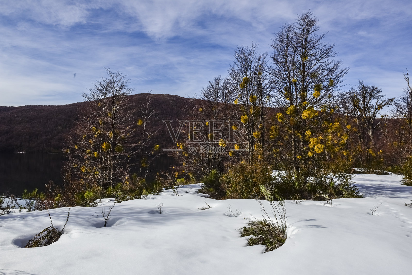 安第斯山脉的巴塔哥尼亚森林中的雪景，位于阿根廷丘布特省的拉普拉塔湖附近。照片摄影图片