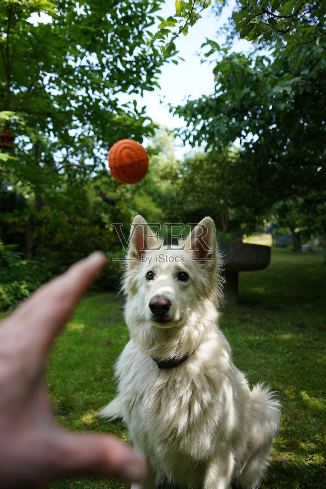 Alf♥️照片摄影图片