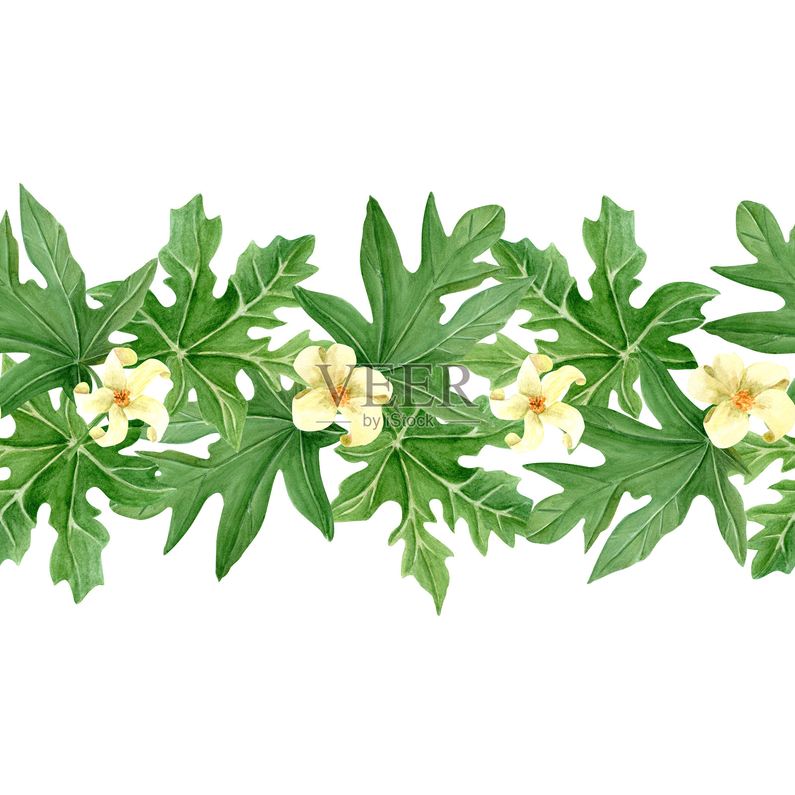 木瓜叶和花的水彩无缝边框，独立于白色背景。插画图片素材