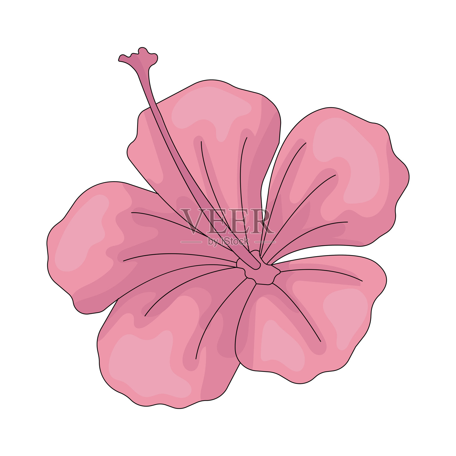 木槿花插画图片素材