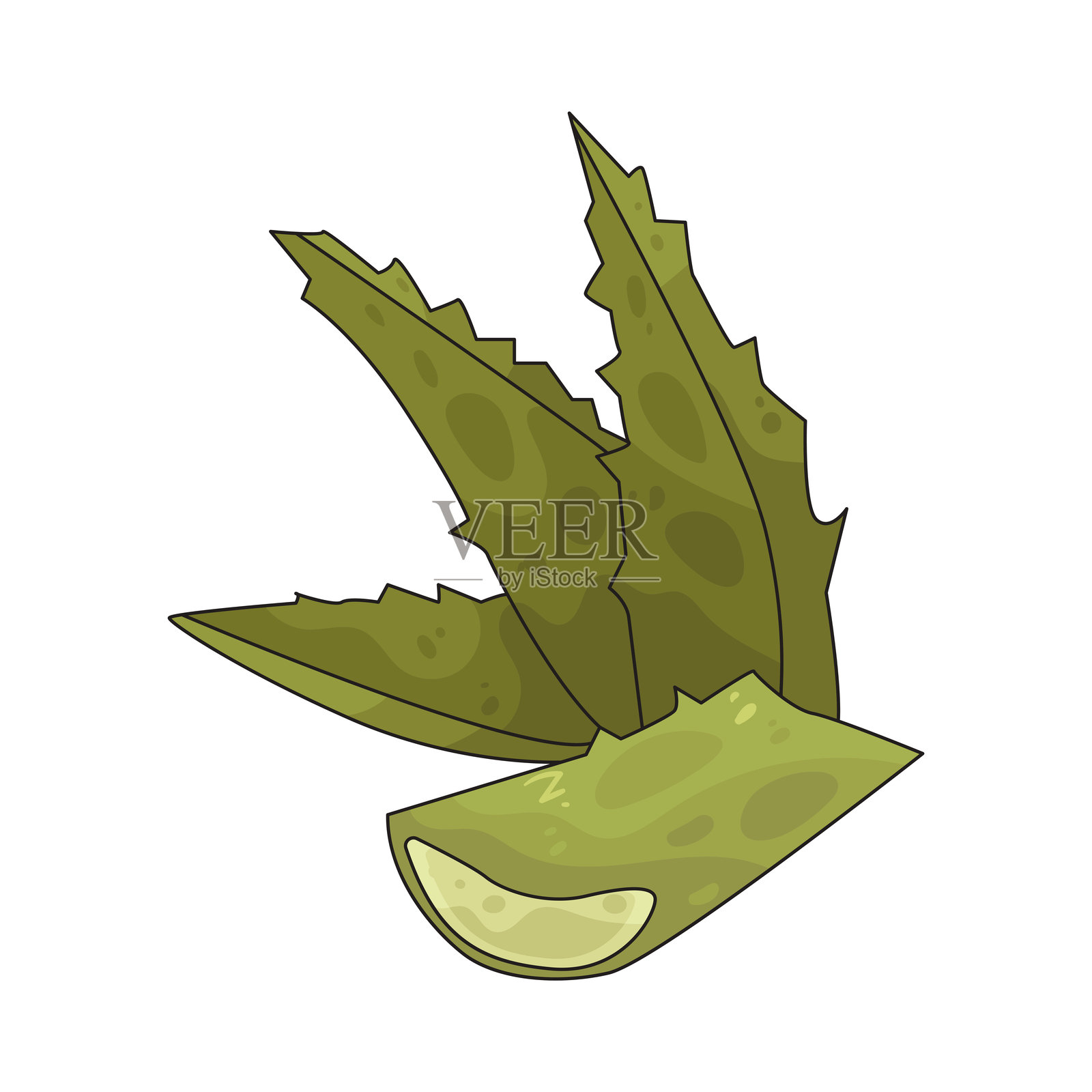 芦荟叶插画图片素材