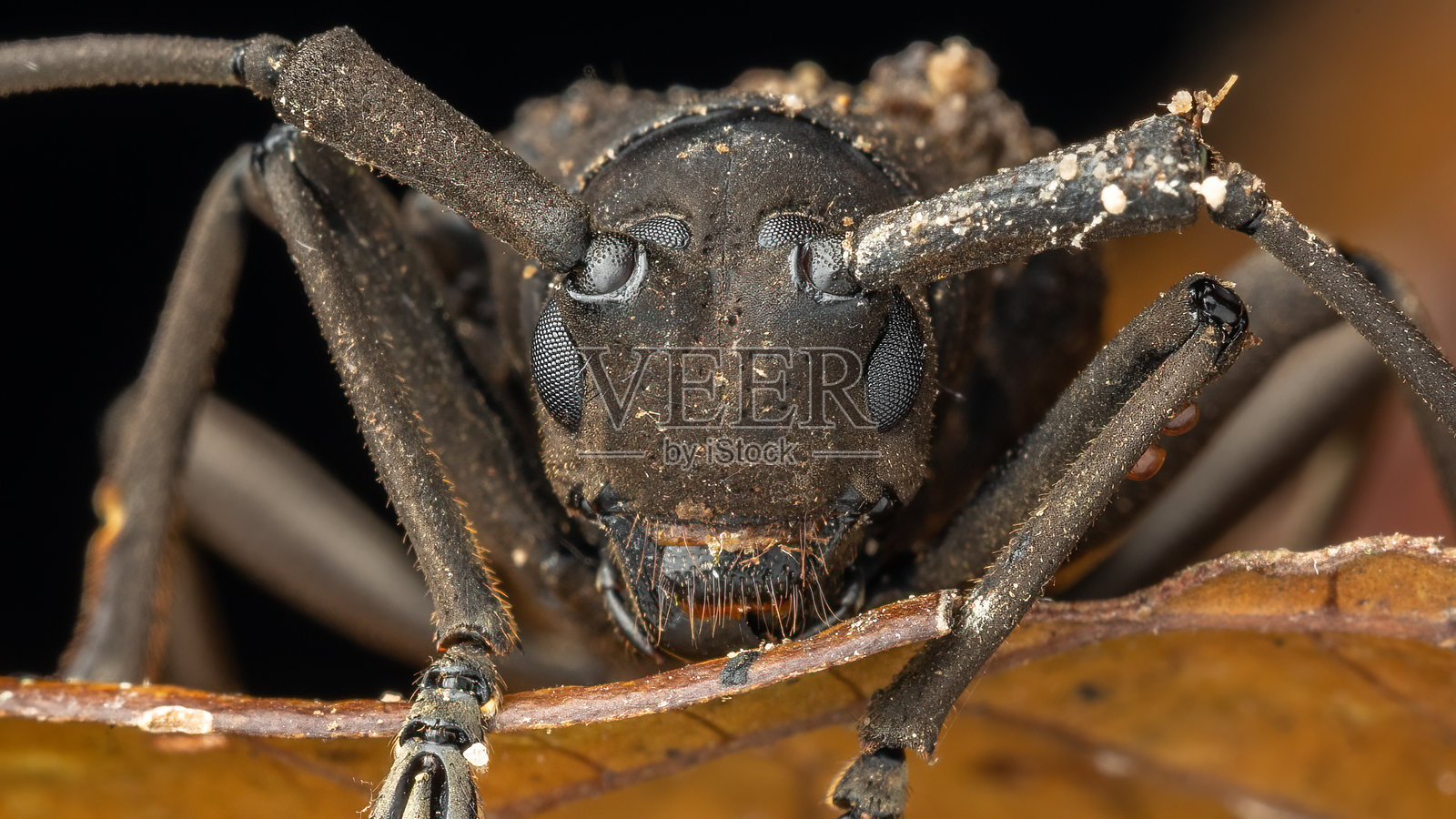 长角甲虫（Trachystola granulata）的特写镜头，沙巴，婆罗洲照片摄影图片