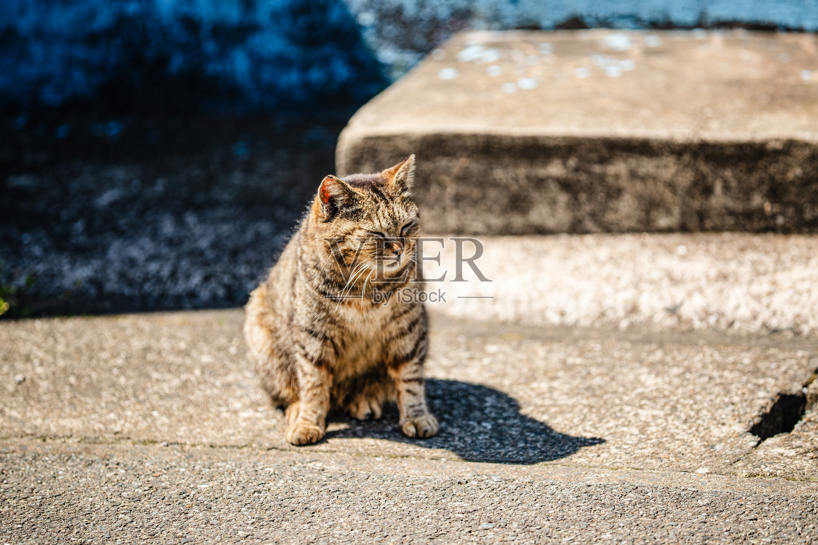 猫岛照片摄影图片
