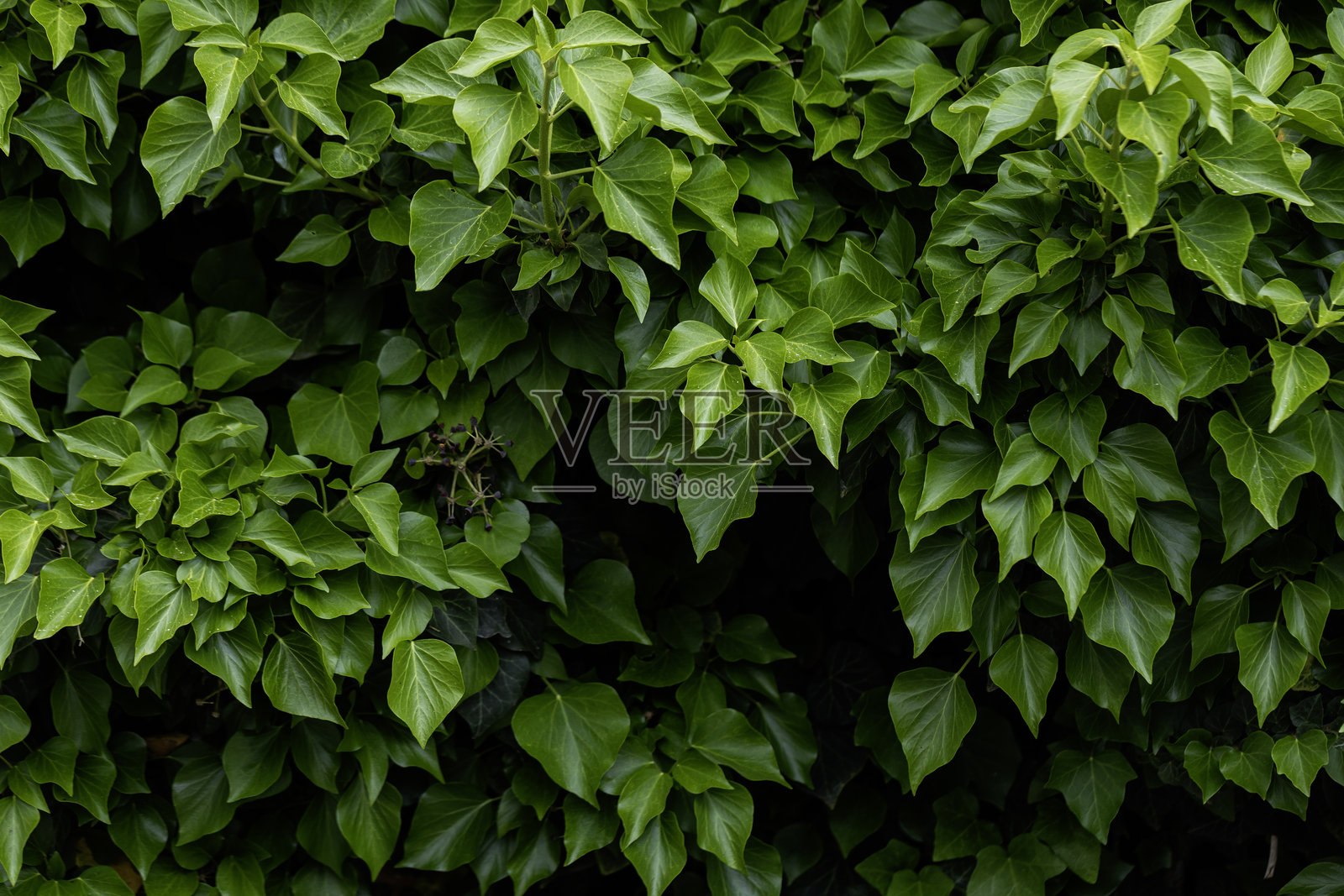 郁郁葱葱的常春藤叶子形成密集的自然墙壁，非常适合生态友好的背景、有机纹理概念或自然主题设计，用于库存和编辑用途。照片摄影图片