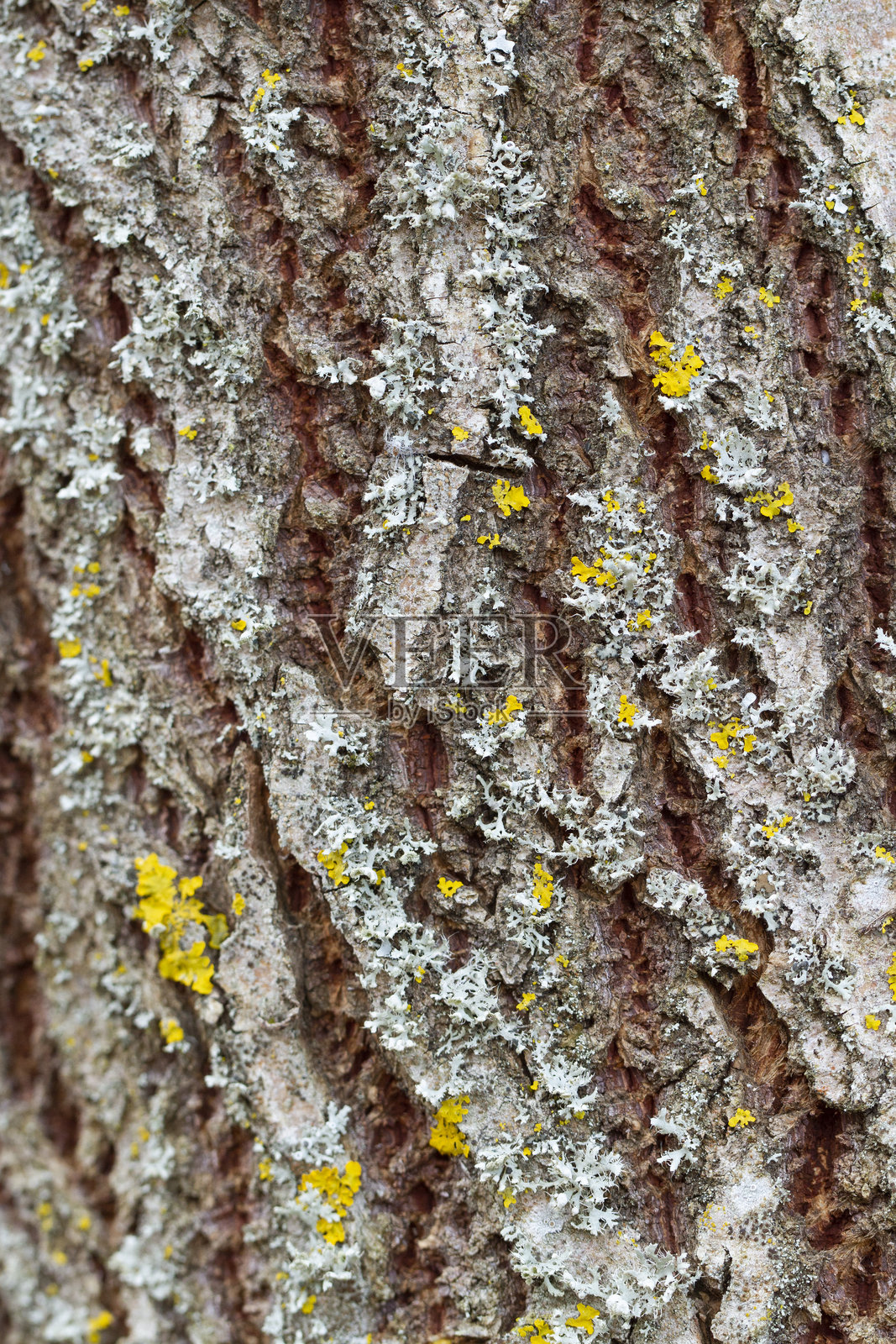 生长中的树皮。照片摄影图片
