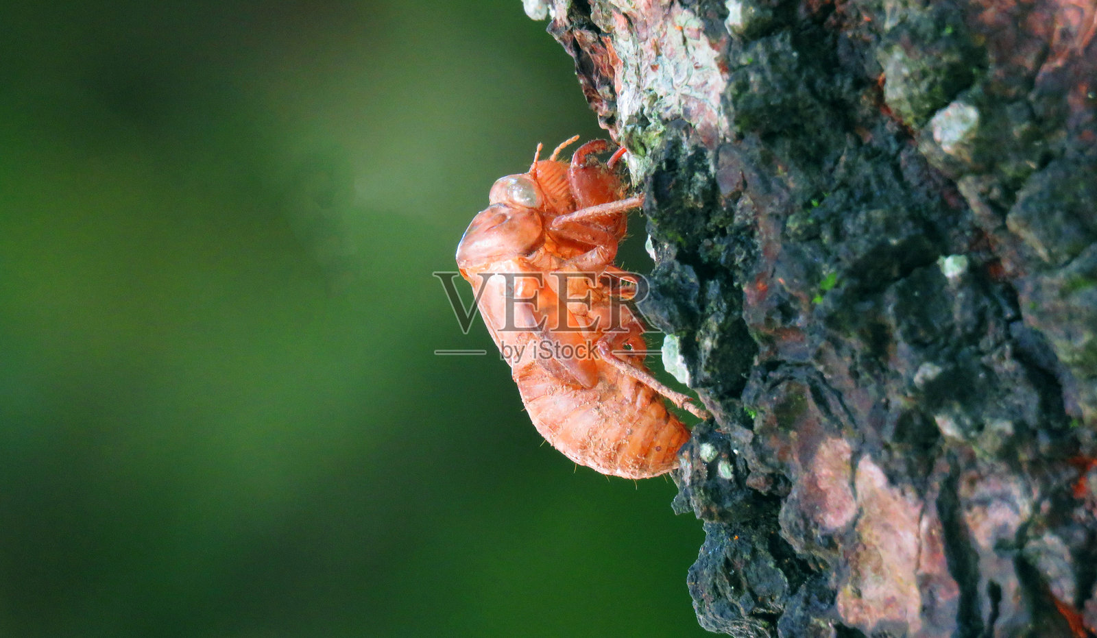 蝉的外壳紧紧附着在树皮上，特写展示了自然蜕变的精彩瞬间。照片摄影图片