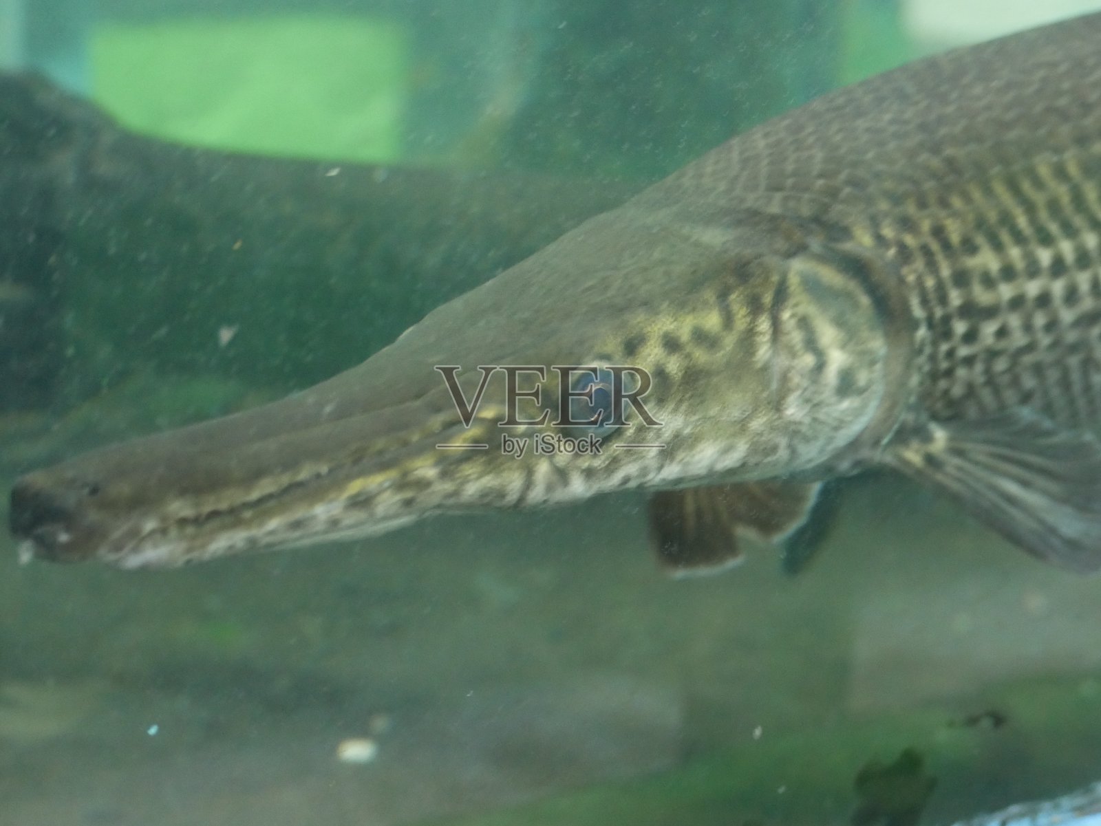 美洲鳄鱼鱼照片摄影图片