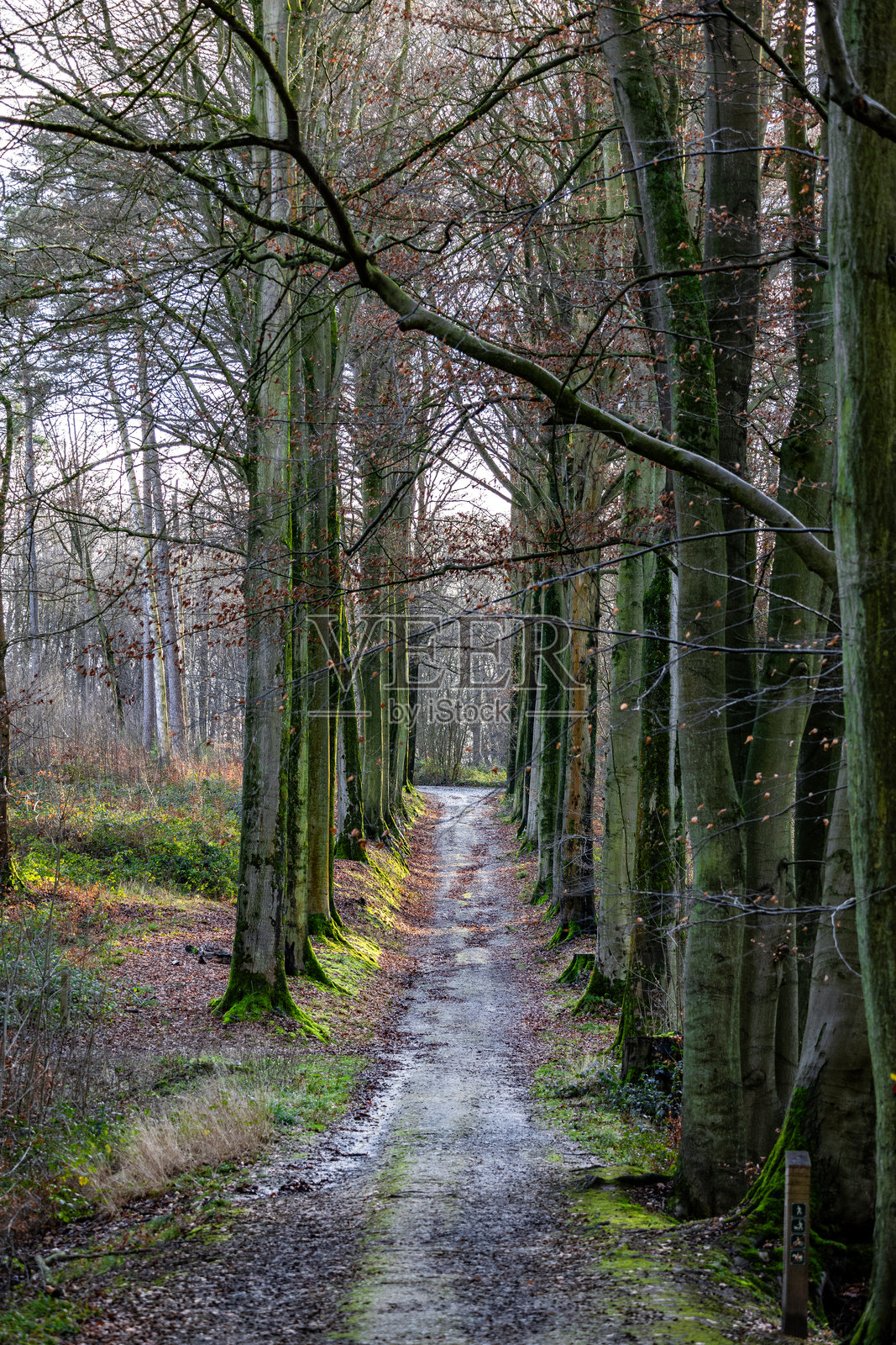 宁静的小径穿过光秃的森林，清晨的早冬时光照片摄影图片