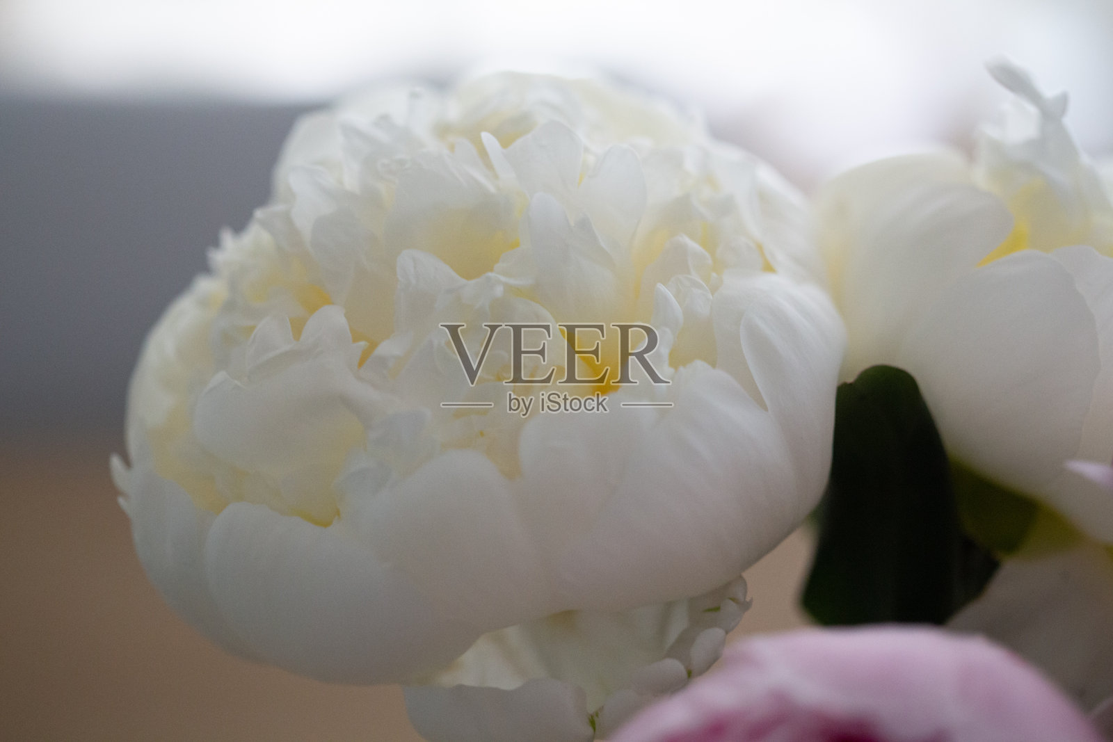 盛开的白色牡丹花，光滑的花瓣特写照片摄影图片