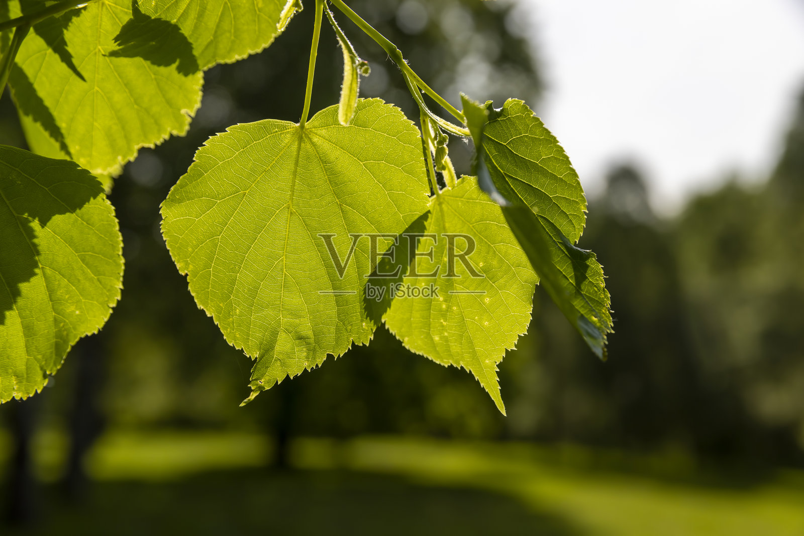 阳光明媚的天气下，椴树的新绿叶照片摄影图片