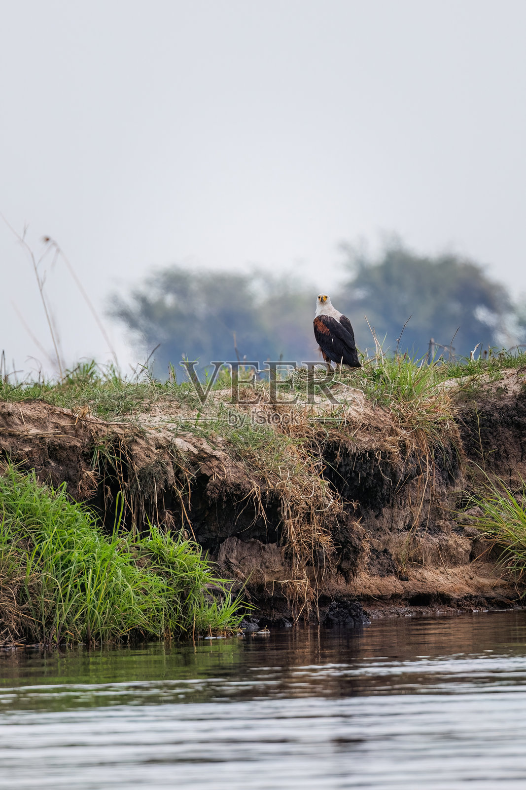 非洲鱼鹰（Haliaeetus vocifer）栖息在水边照片摄影图片