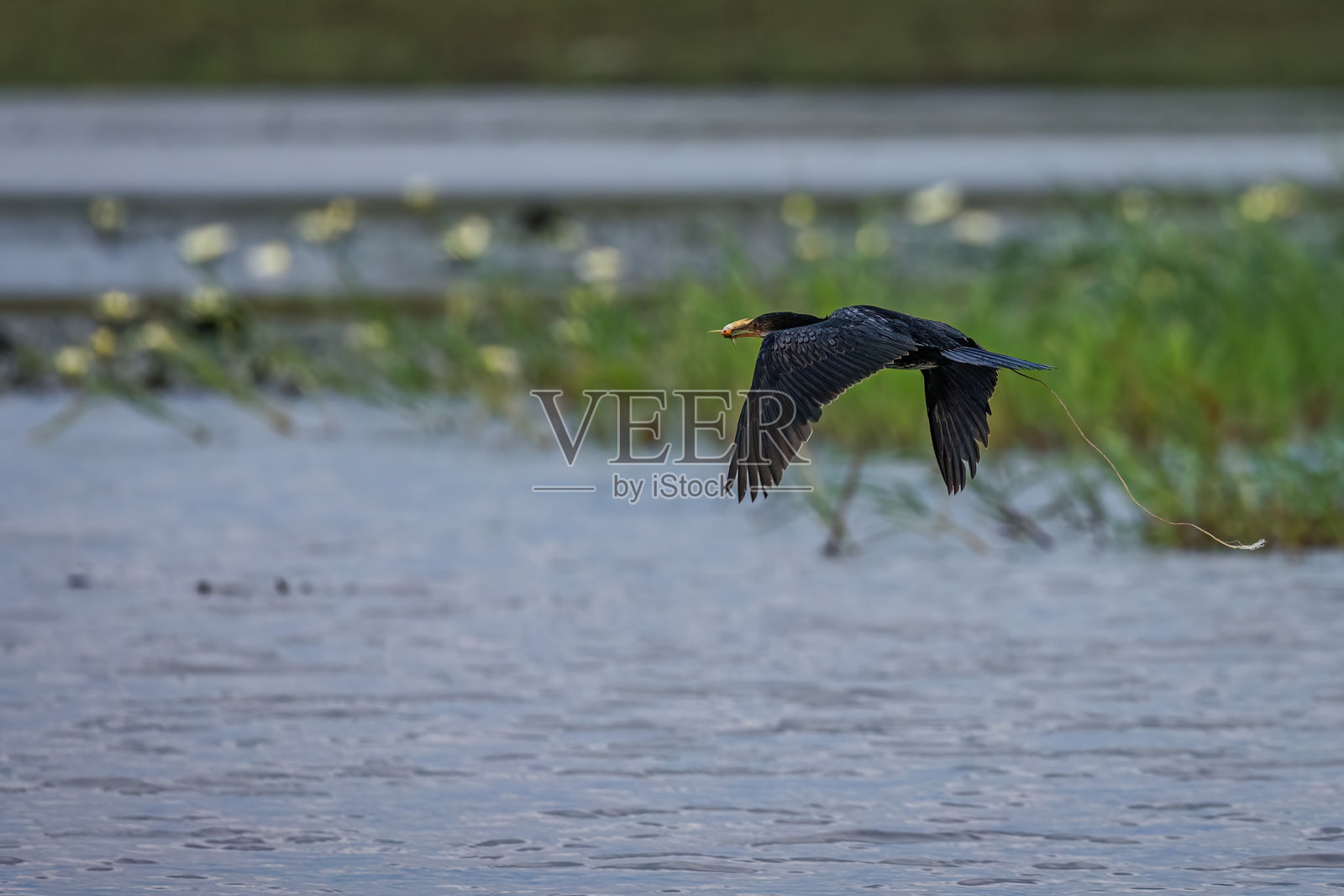 在赞比亚维多利亚瀑布附近飞翔的非洲小鸬鹚（Microcarbo africanus）照片摄影图片